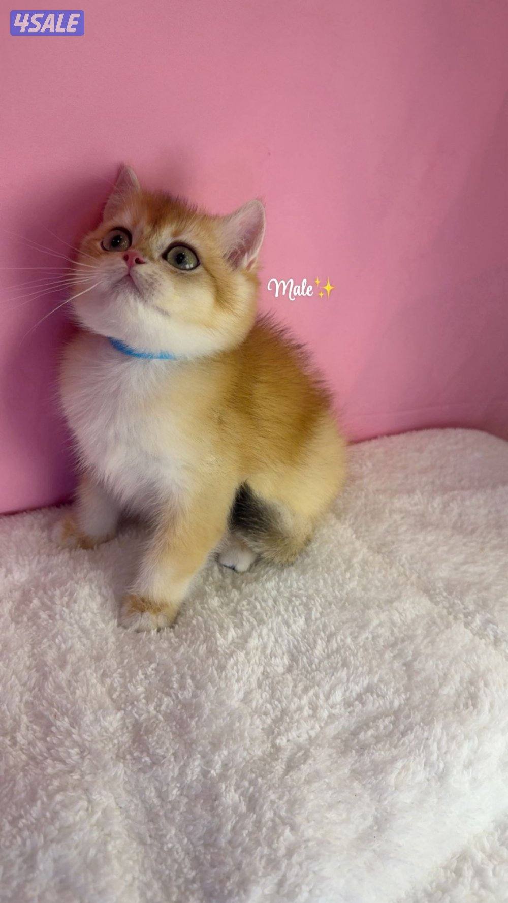 للبيع كيتن ذكر بريتش NY121