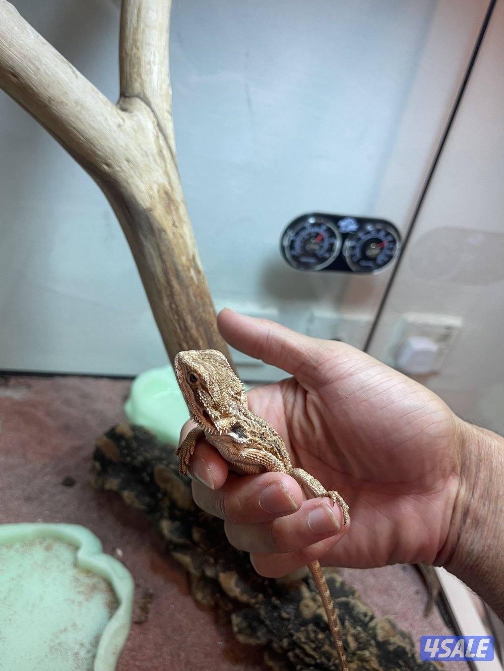 للبيع بيرد دراقون0