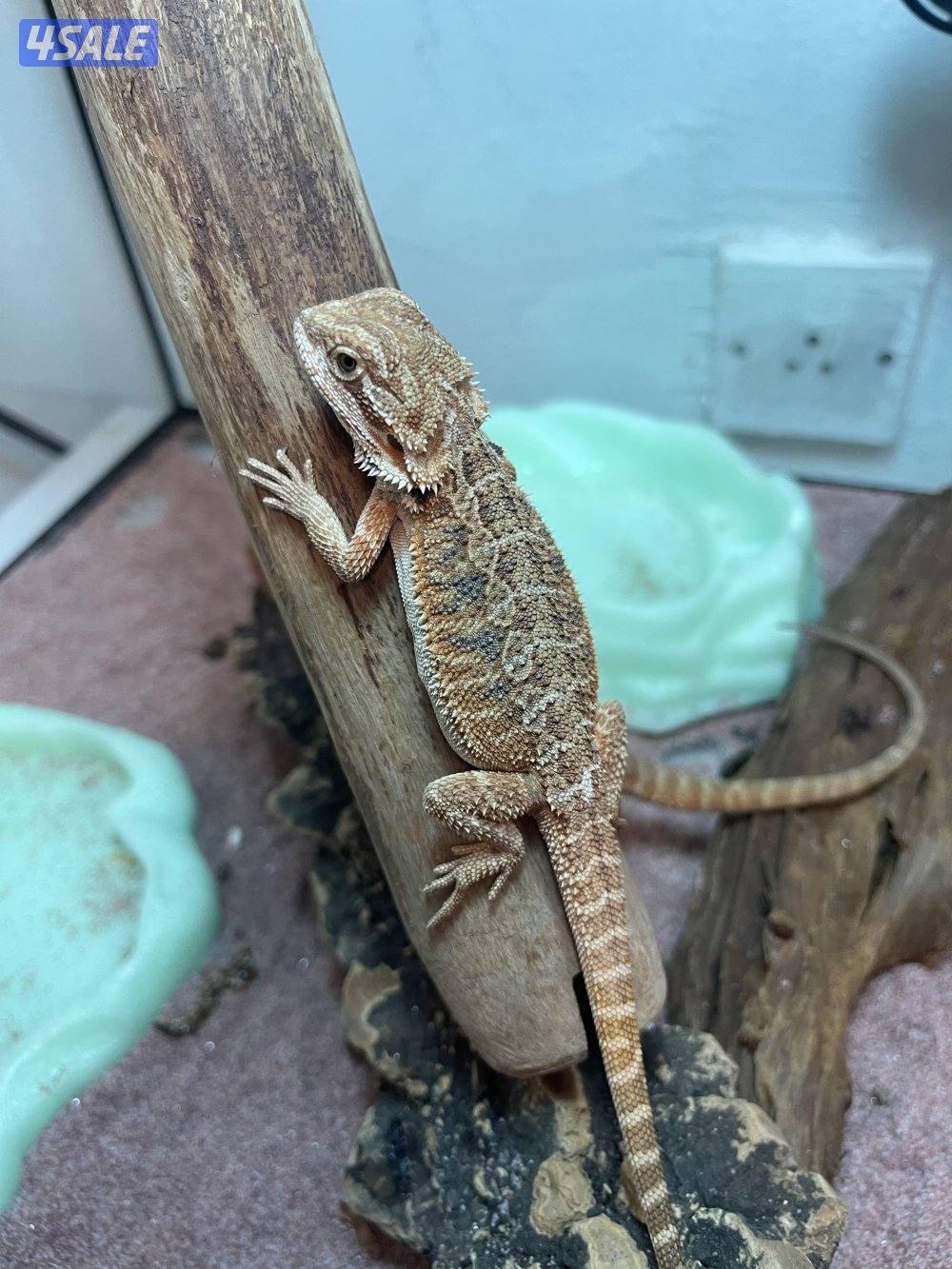 للبيع بيرد دراقون1