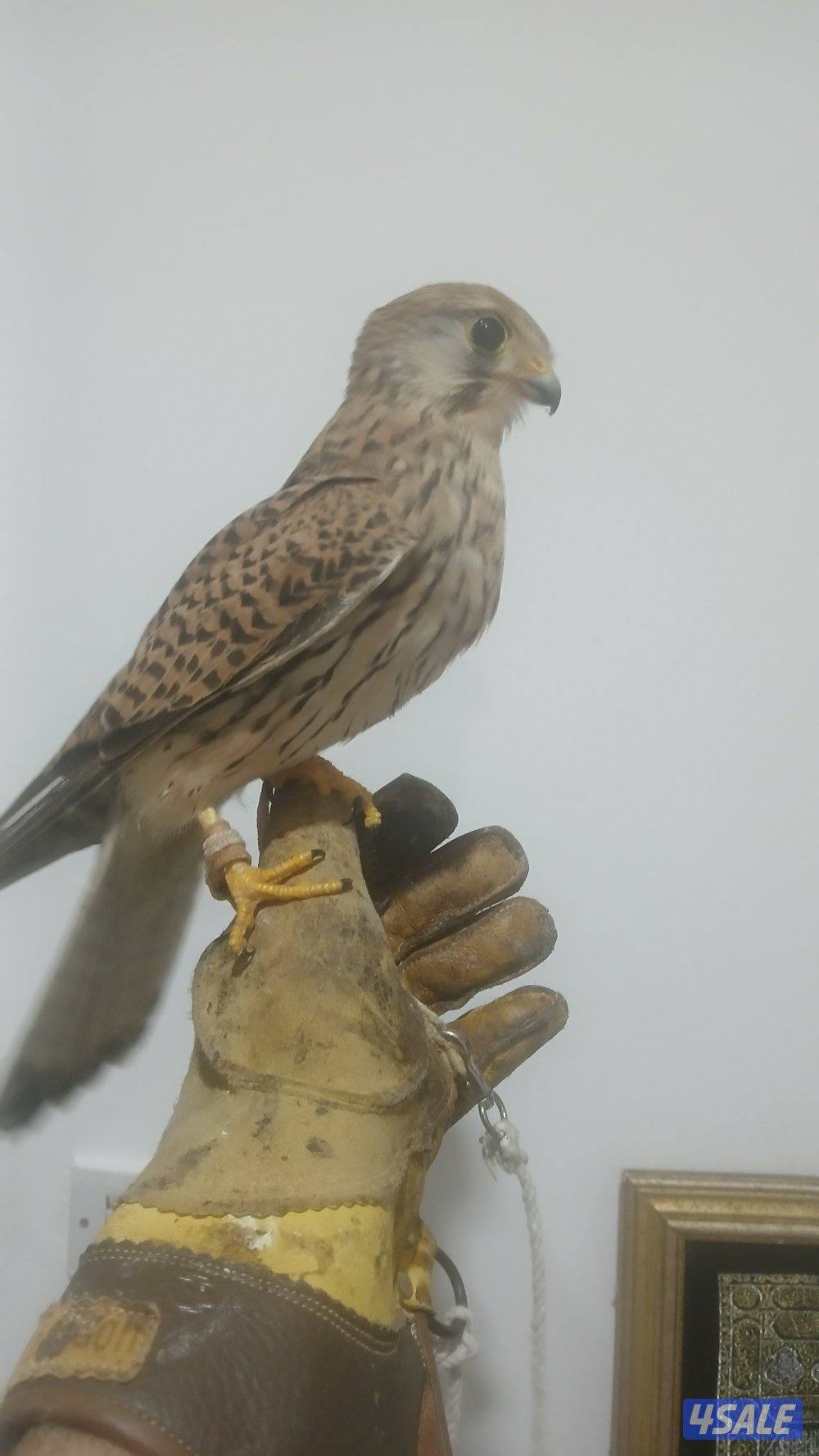 السلام عليكم للبيع طير مع دس سبوق ورقع0