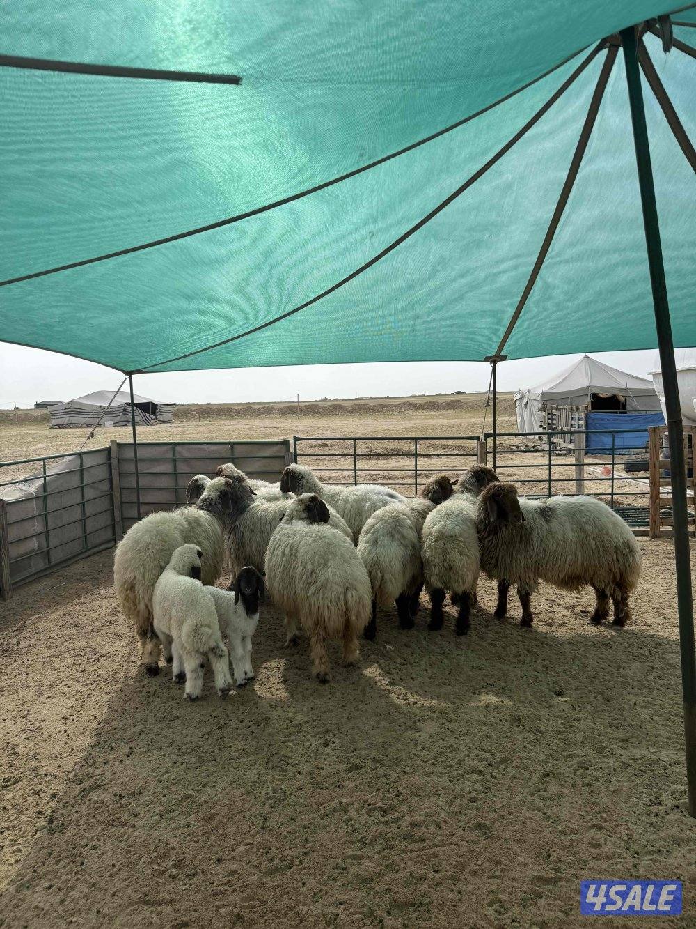 للبيع غنم شبب طييبه جدا0