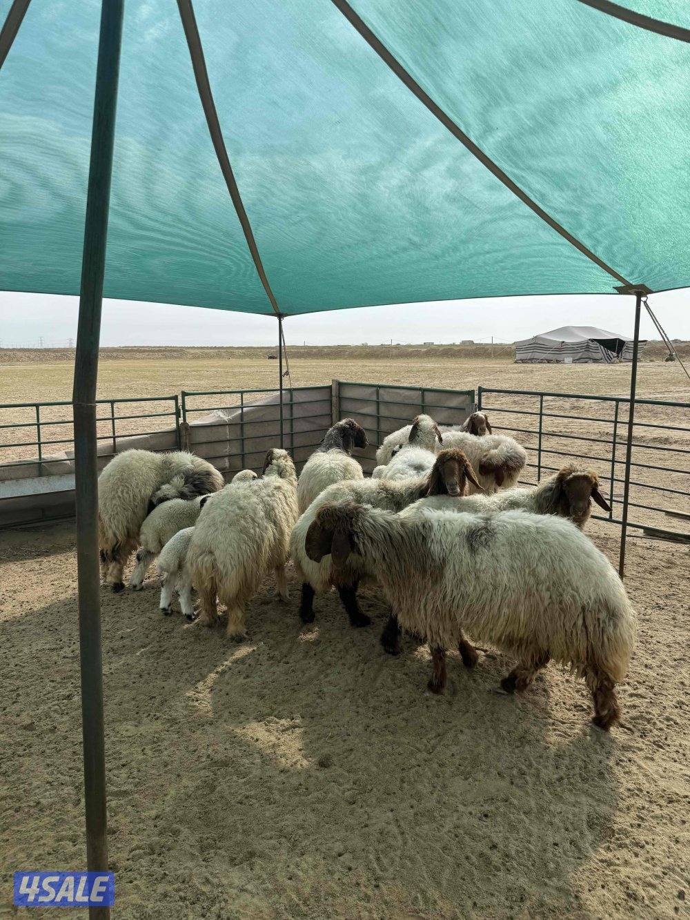 للبيع غنم شبب طييبه جدا1