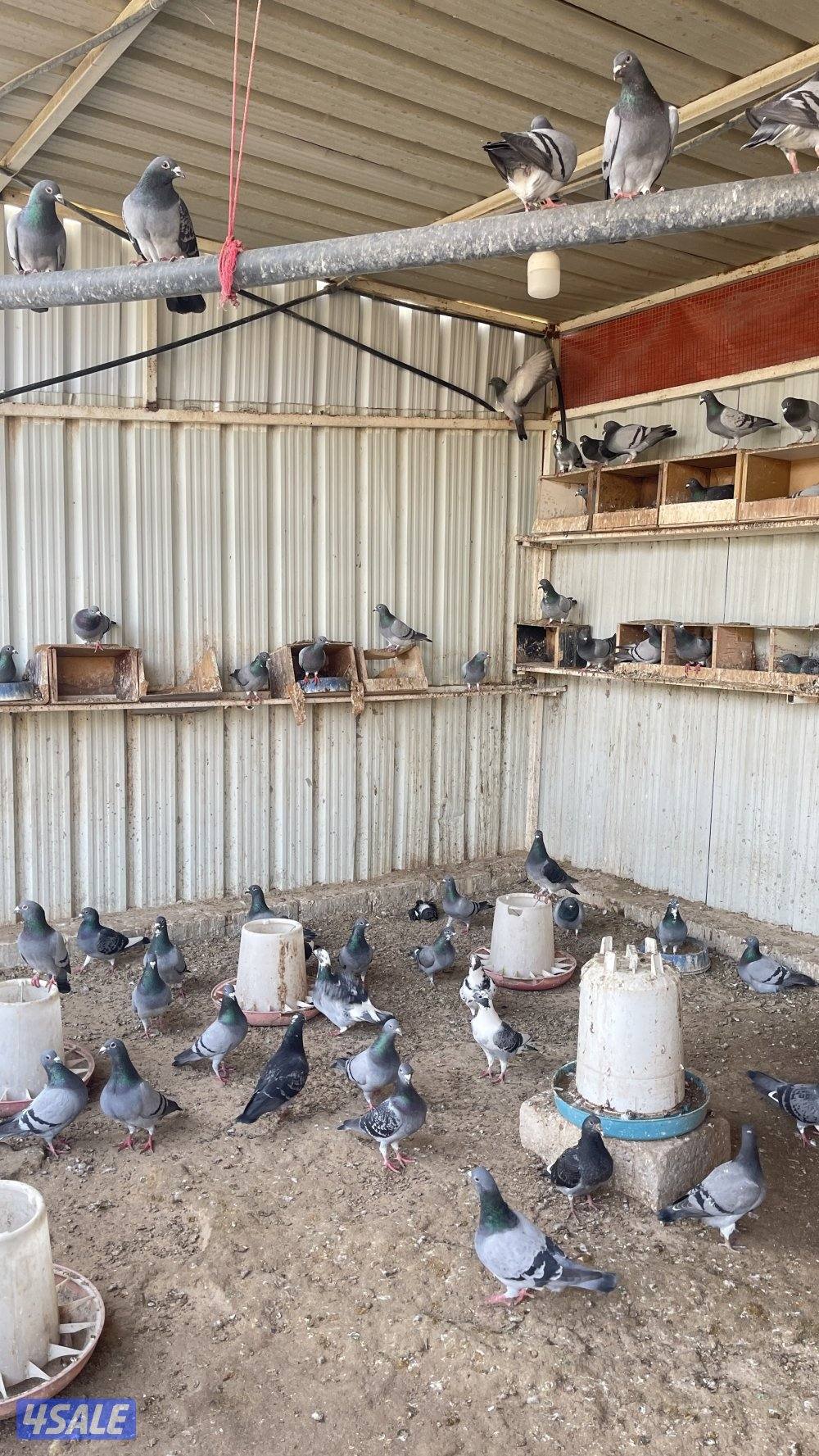 للبيع حمام شبب العدد حول 1000