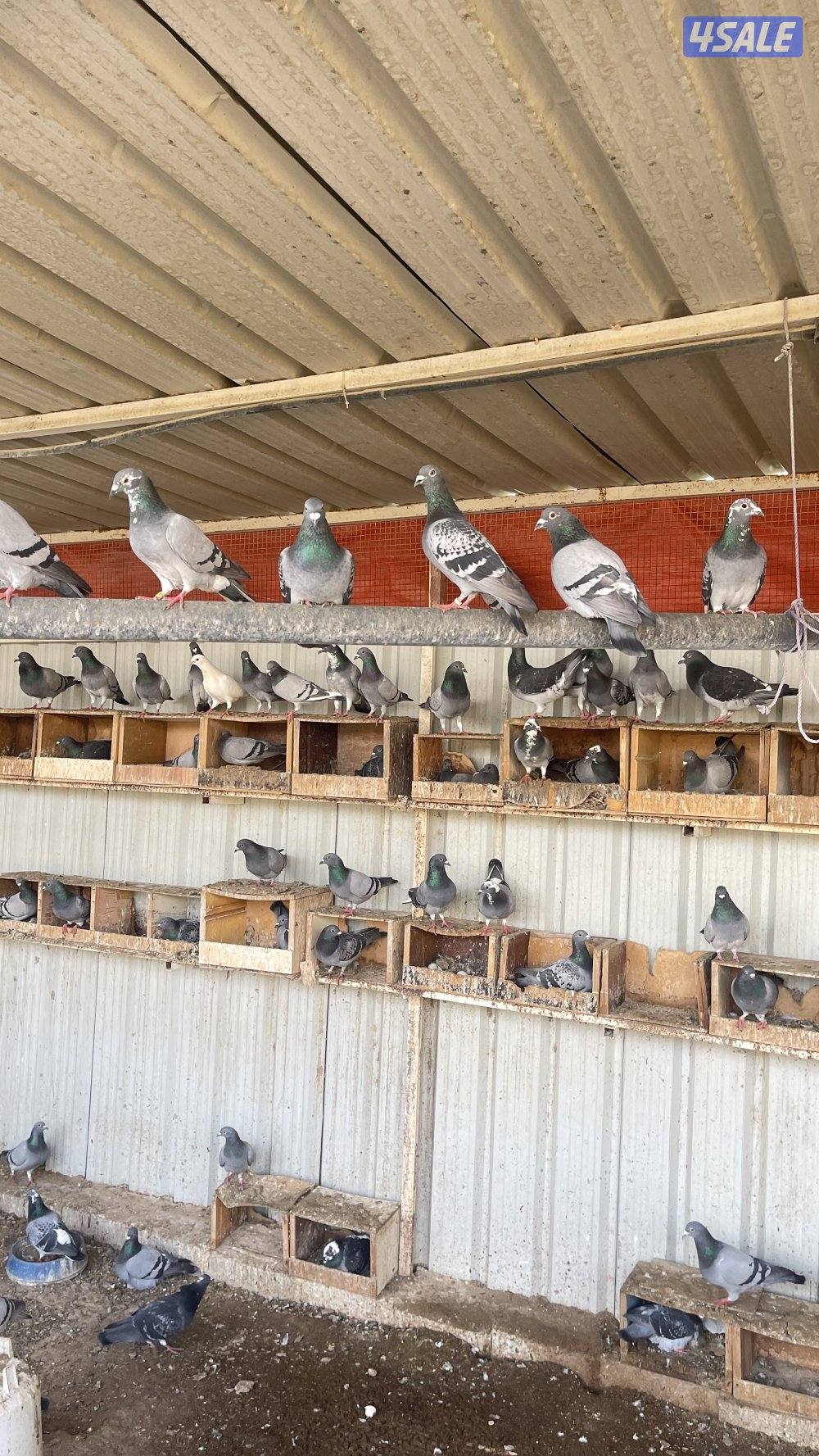 للبيع حمام شبب العدد حول 1001