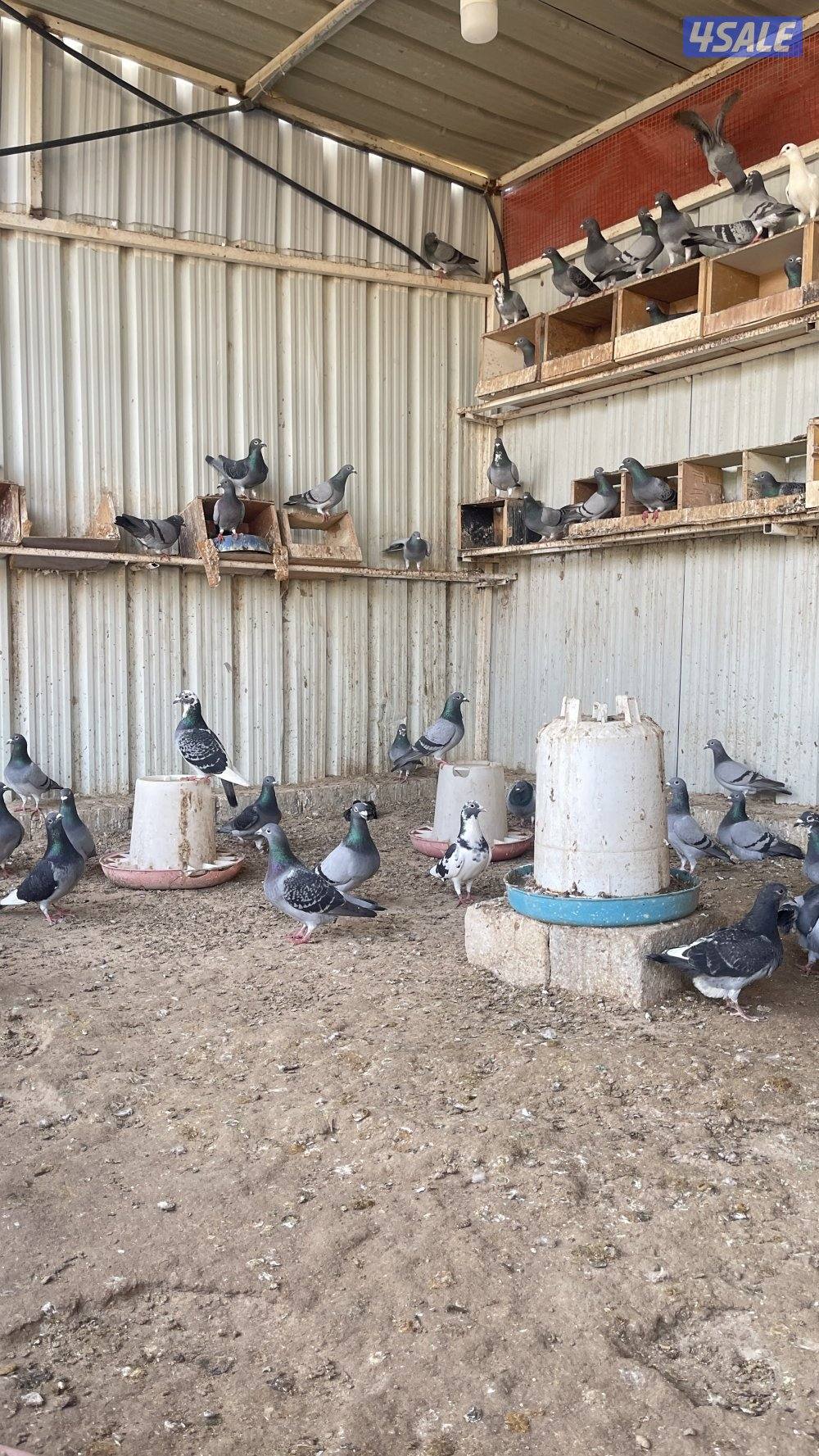 للبيع حمام شبب العدد حول 1002