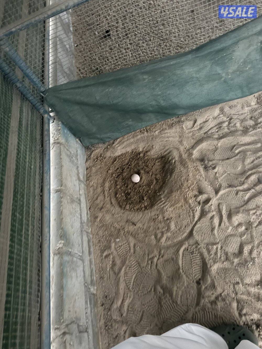 زوج 🦚 طاووس1