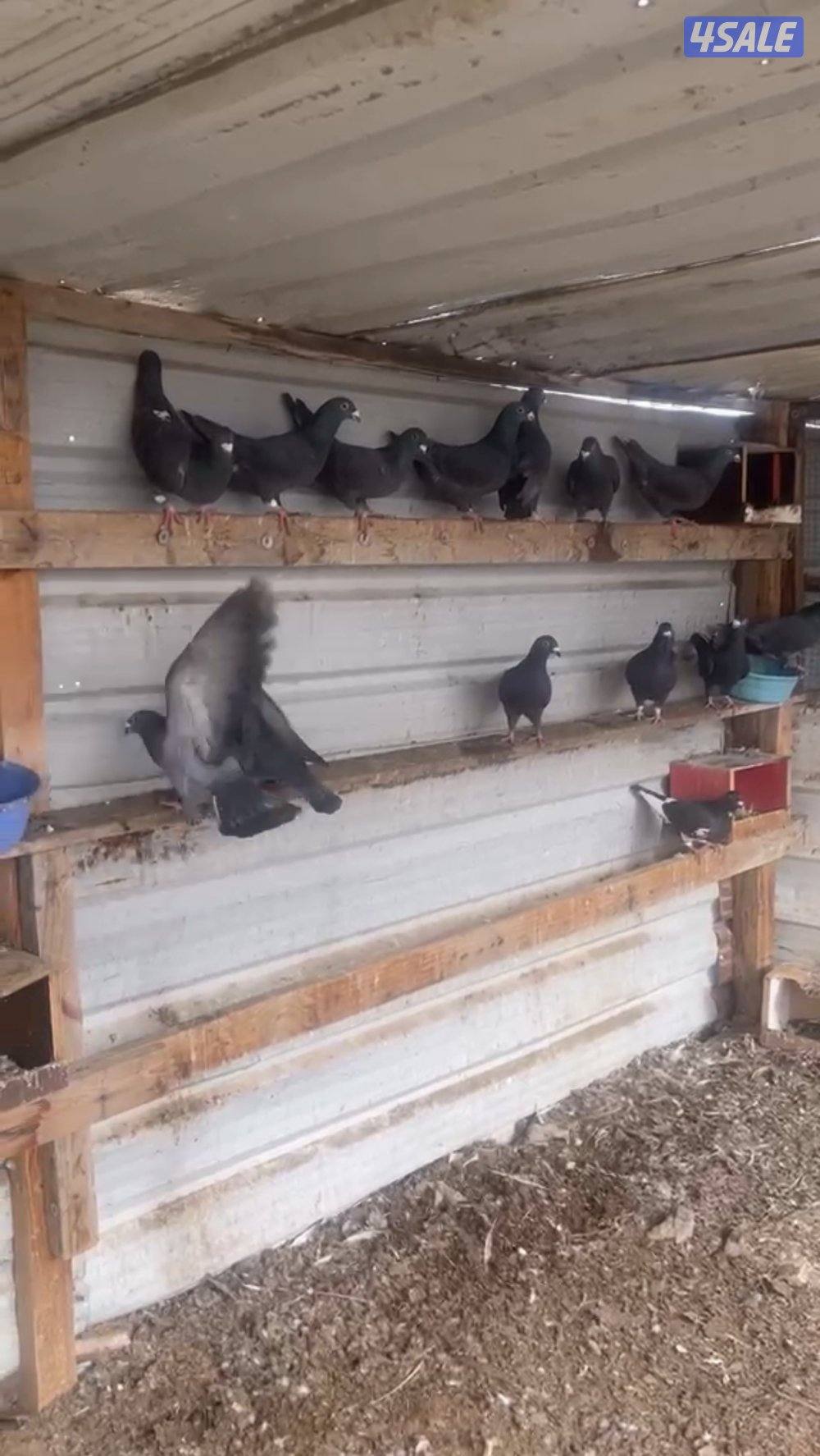 للبيع حمام زاجل بلاجيك احجام طيبه0