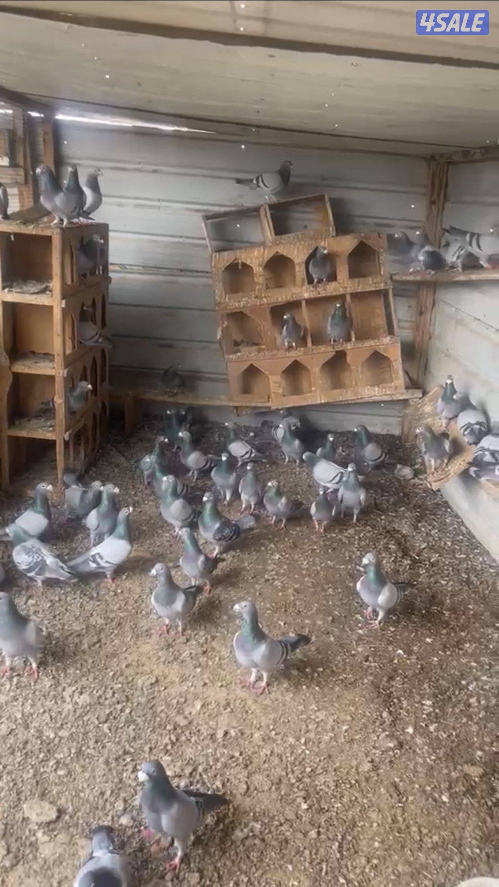 للبيع زاجل هنغاري ازواج0