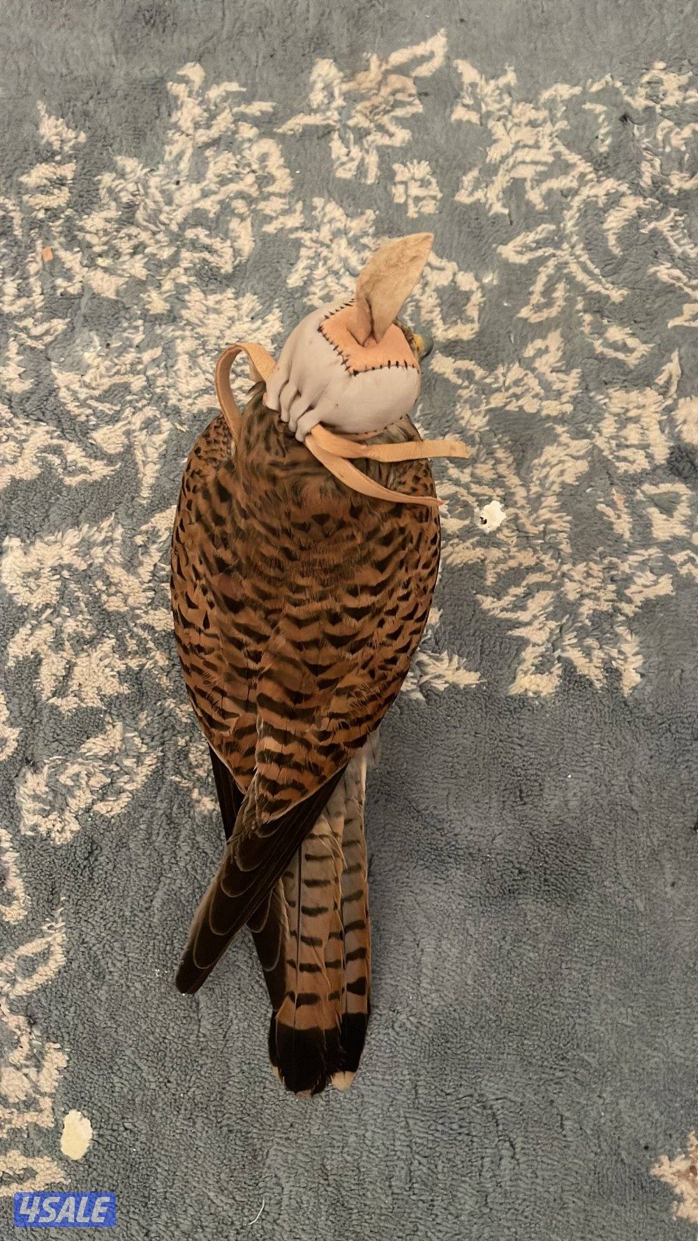 طيور للبيع0