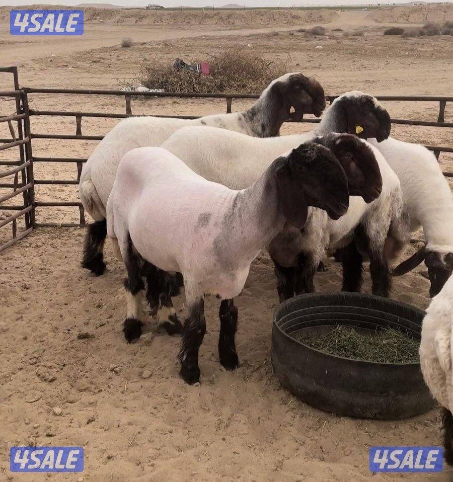 جزء غنم وتقليم اظافر0