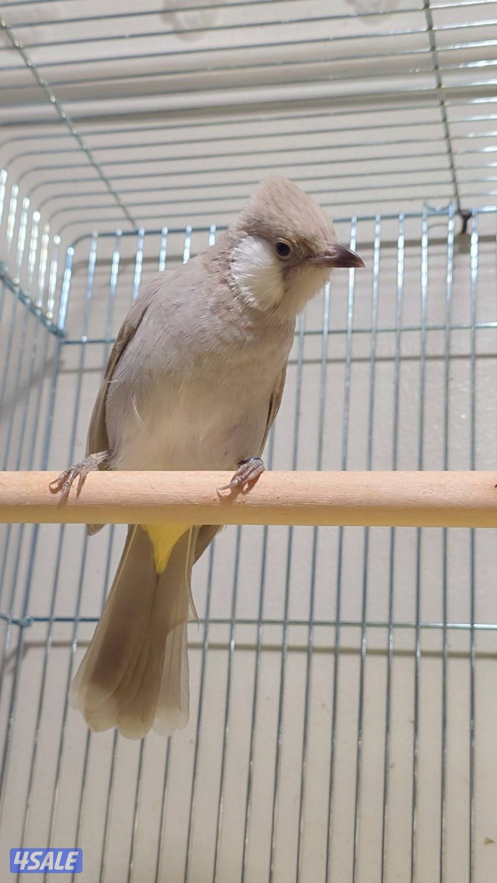 بلبل عراقي لون مميز ونادر0