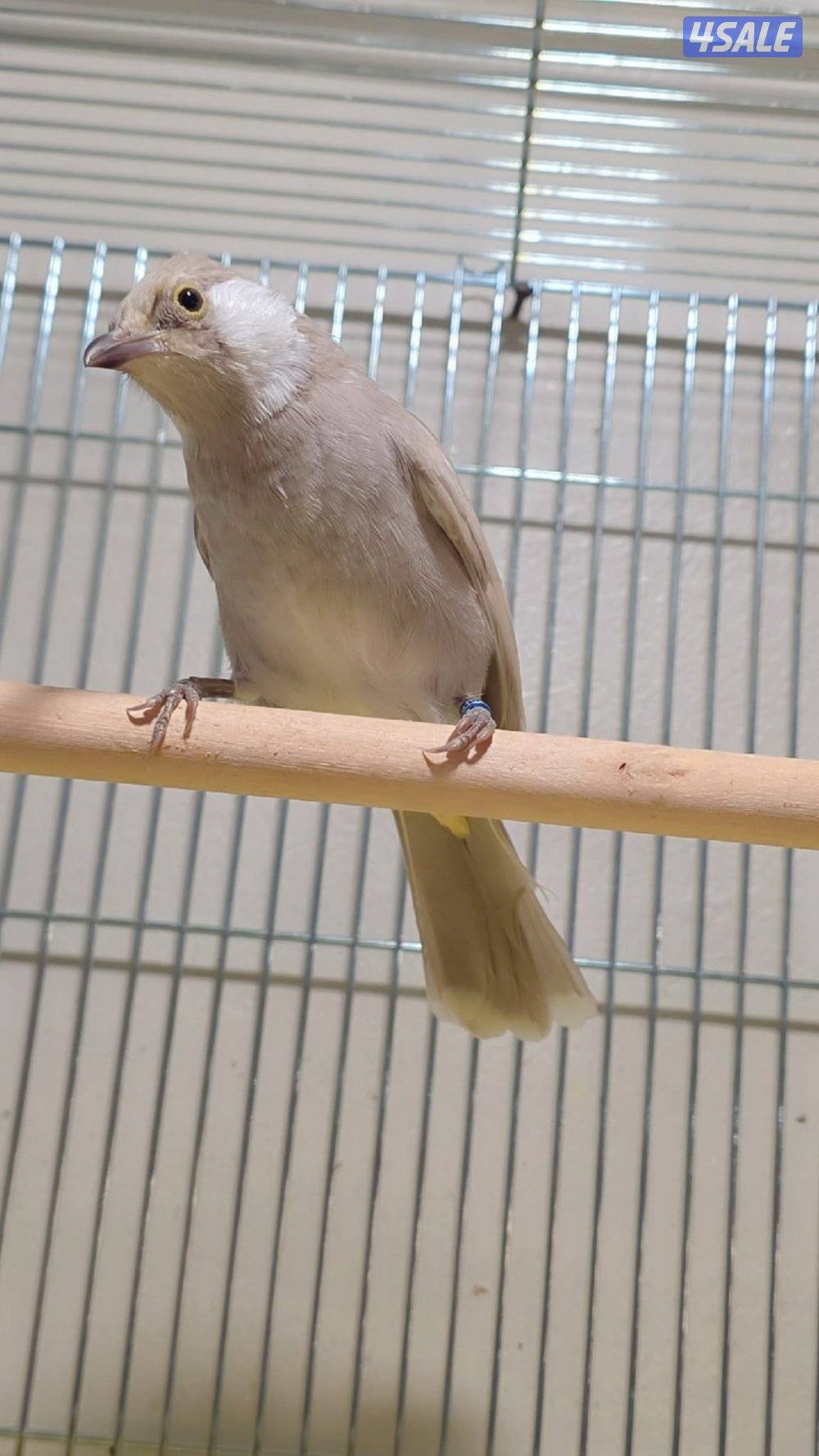 بلبل عراقي لون مميز ونادر1