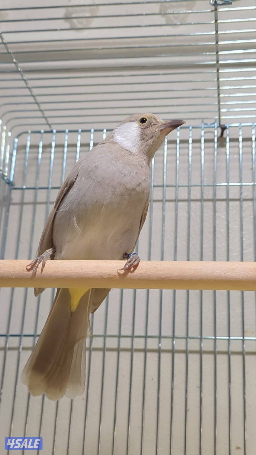 بلبل عراقي لون مميز ونادر2