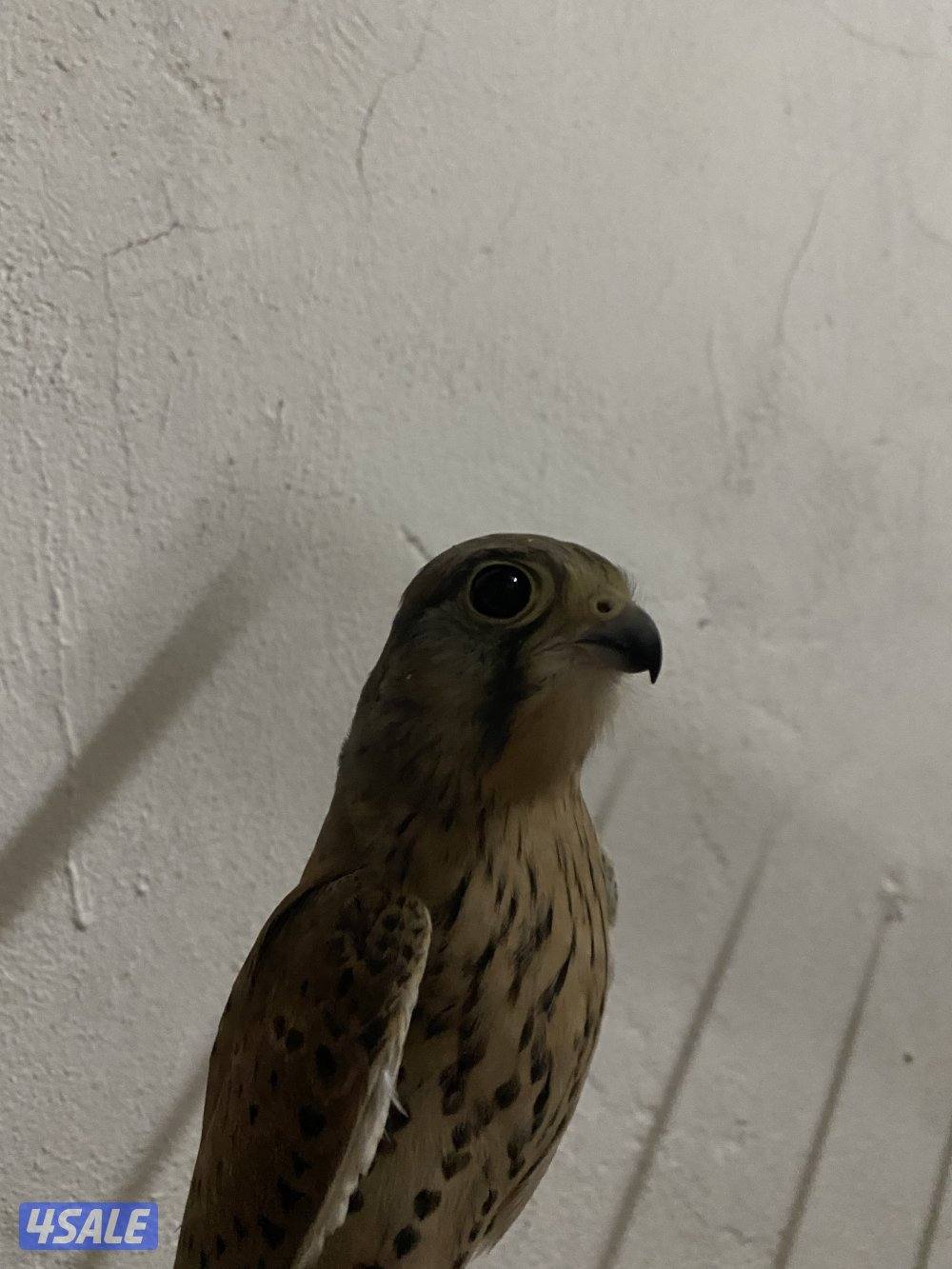 للبيع حميمي ج_ ترم ه0