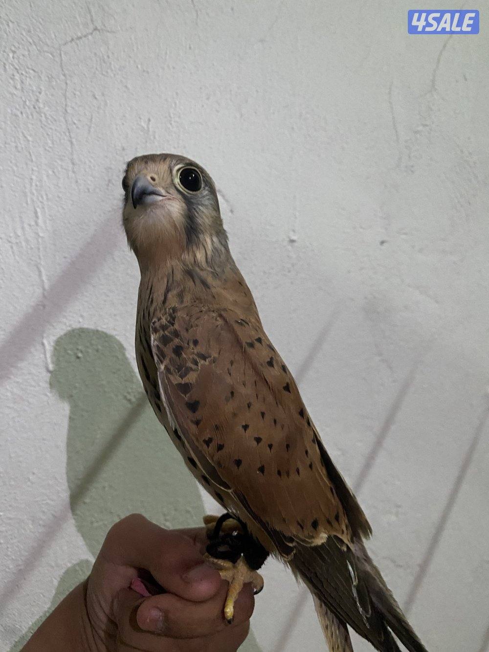 للبيع حميمي ج_ ترم ه1