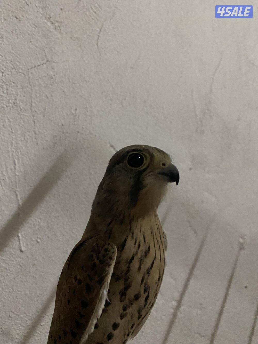 حميمي ج للبيع  - ترم ه0