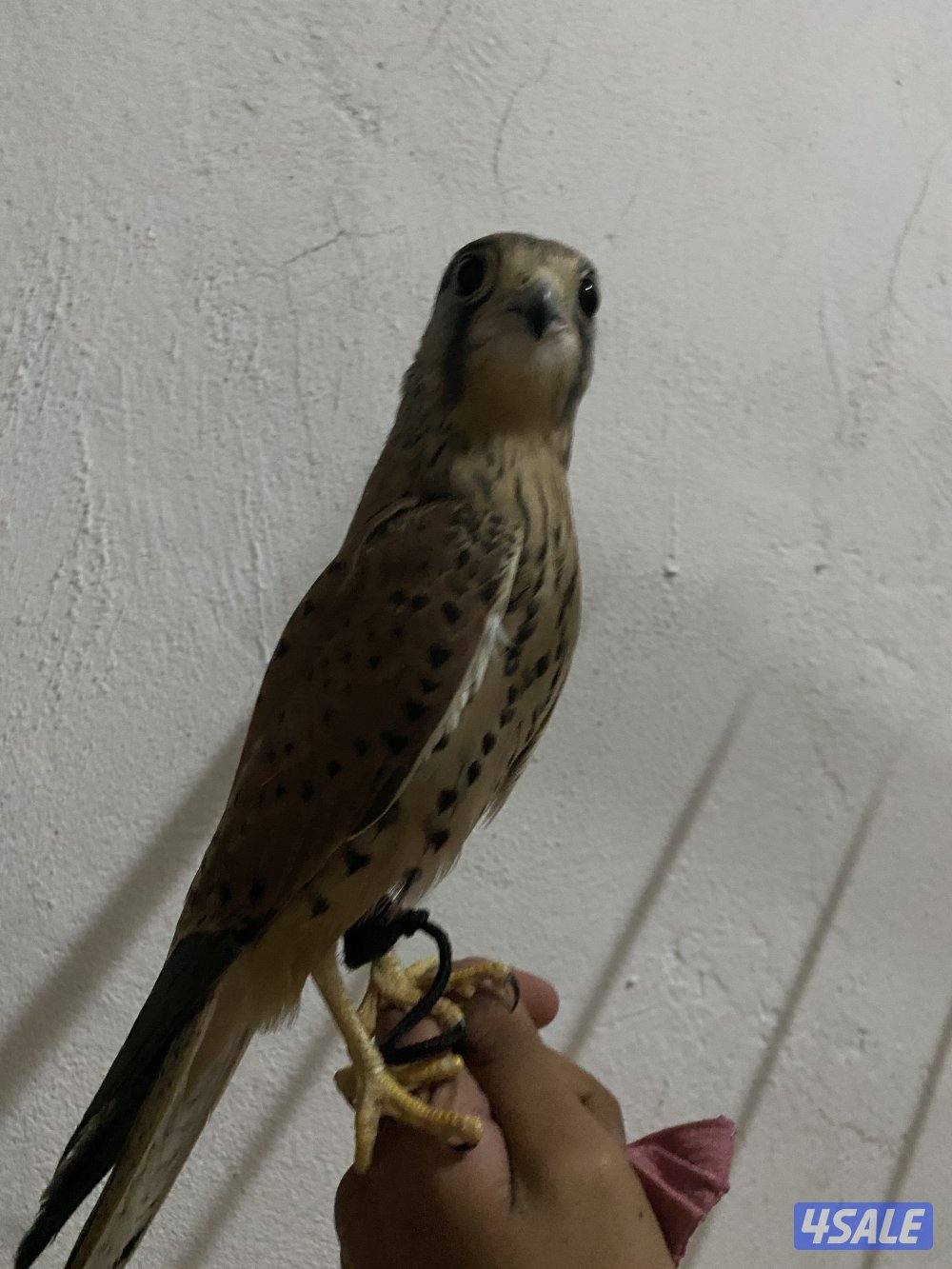 حميمي ج للبيع  - ترم ه1