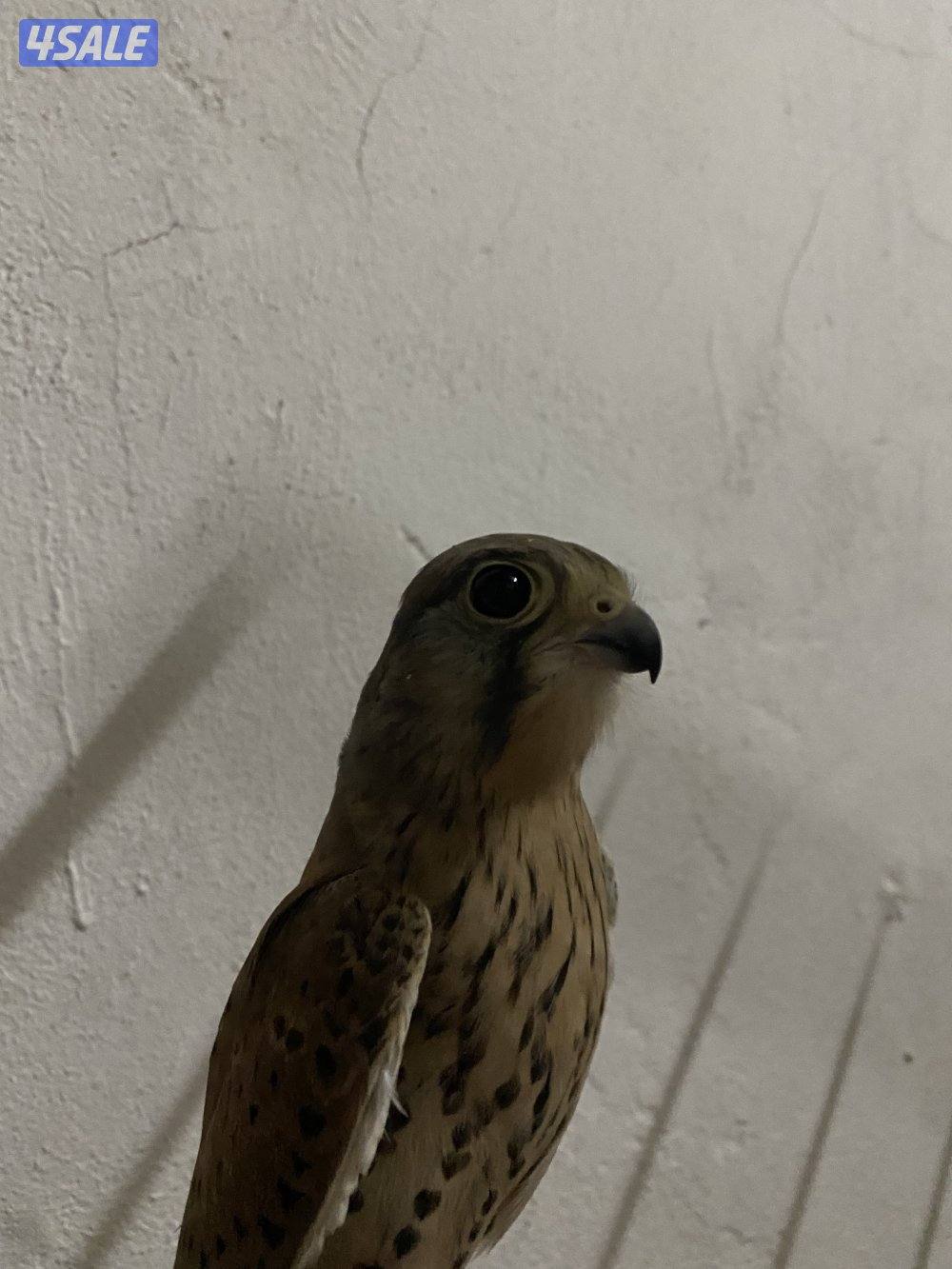 للبيع طير0