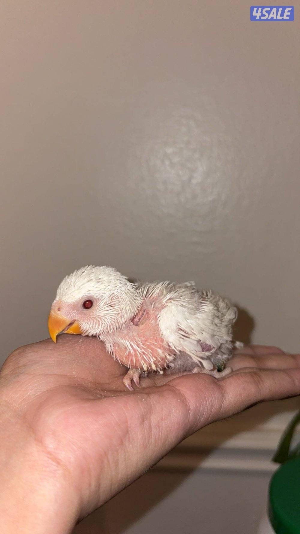 فرخ لوفبيرد0