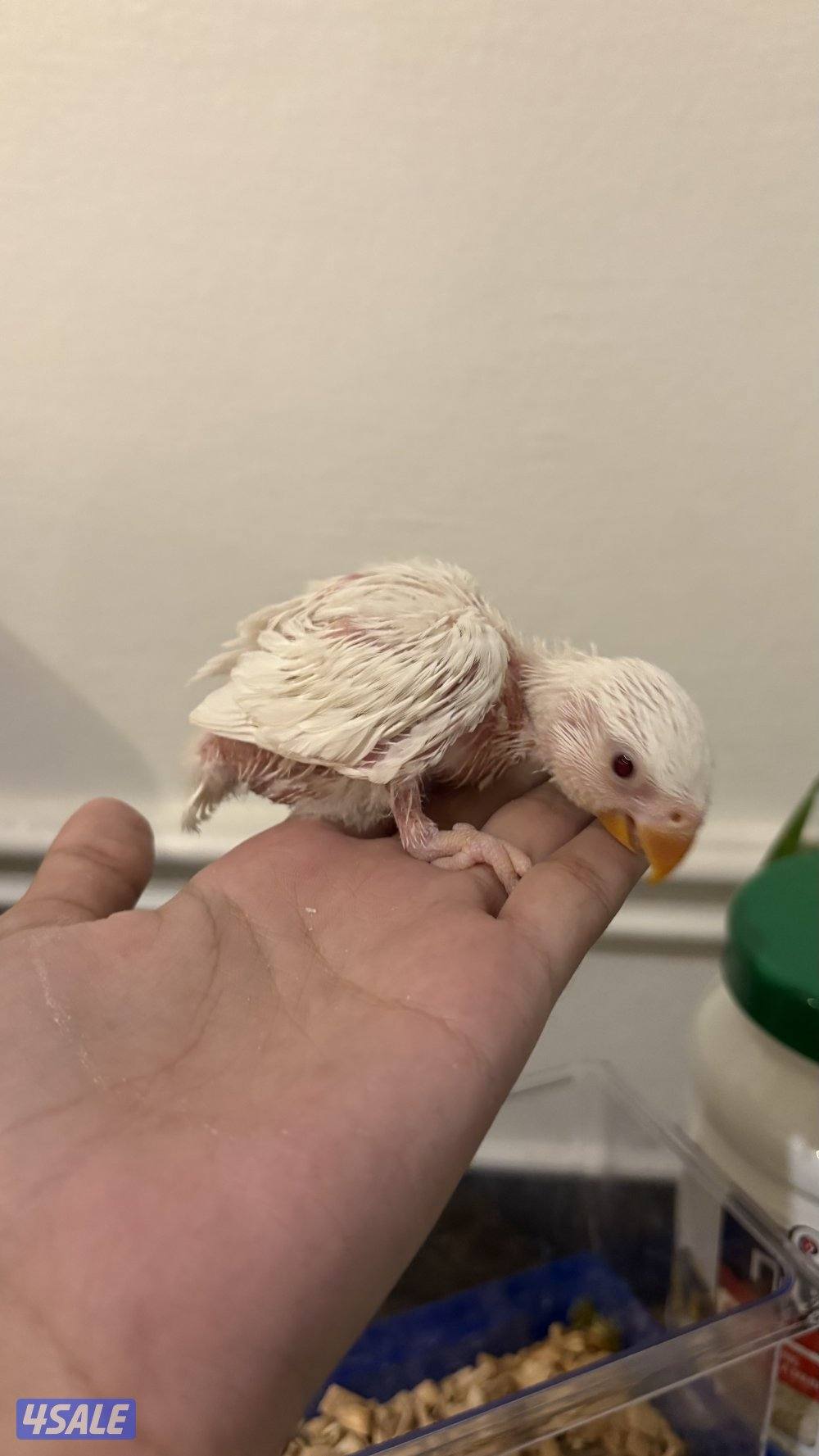 فرخ لوفبيرد1