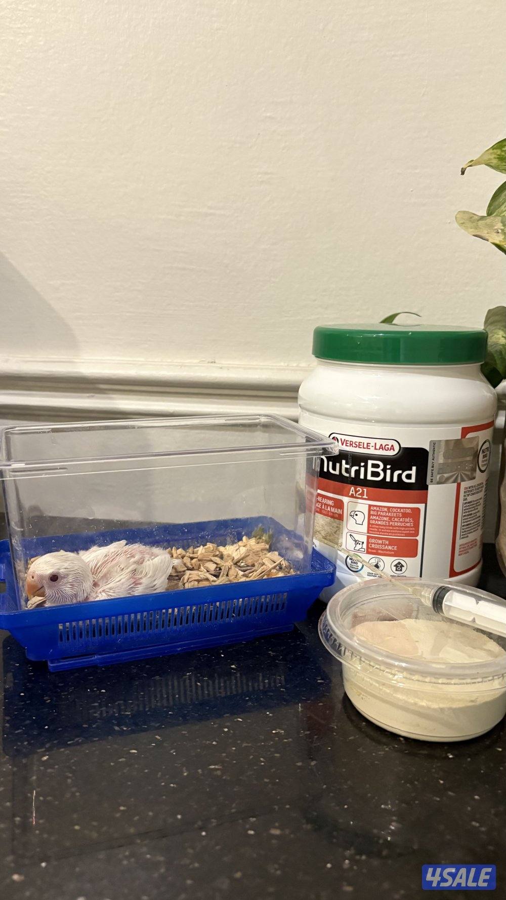 فرخ لوفبيرد2