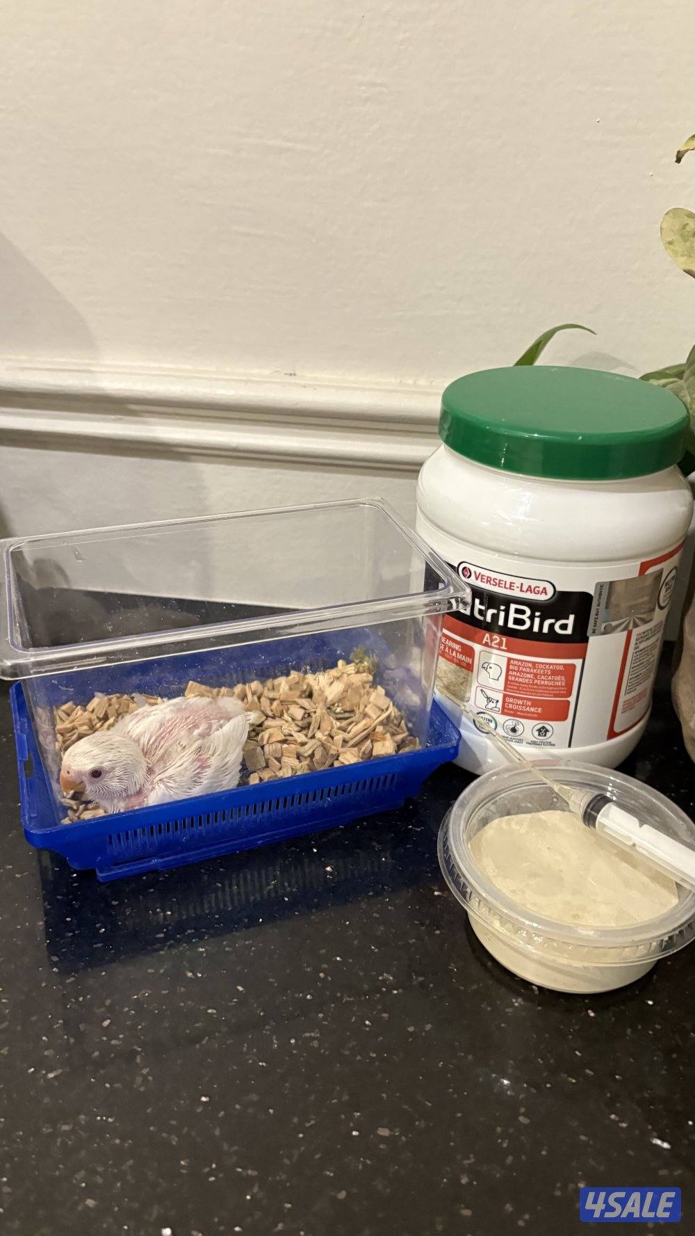 فرخ لوفبيرد4