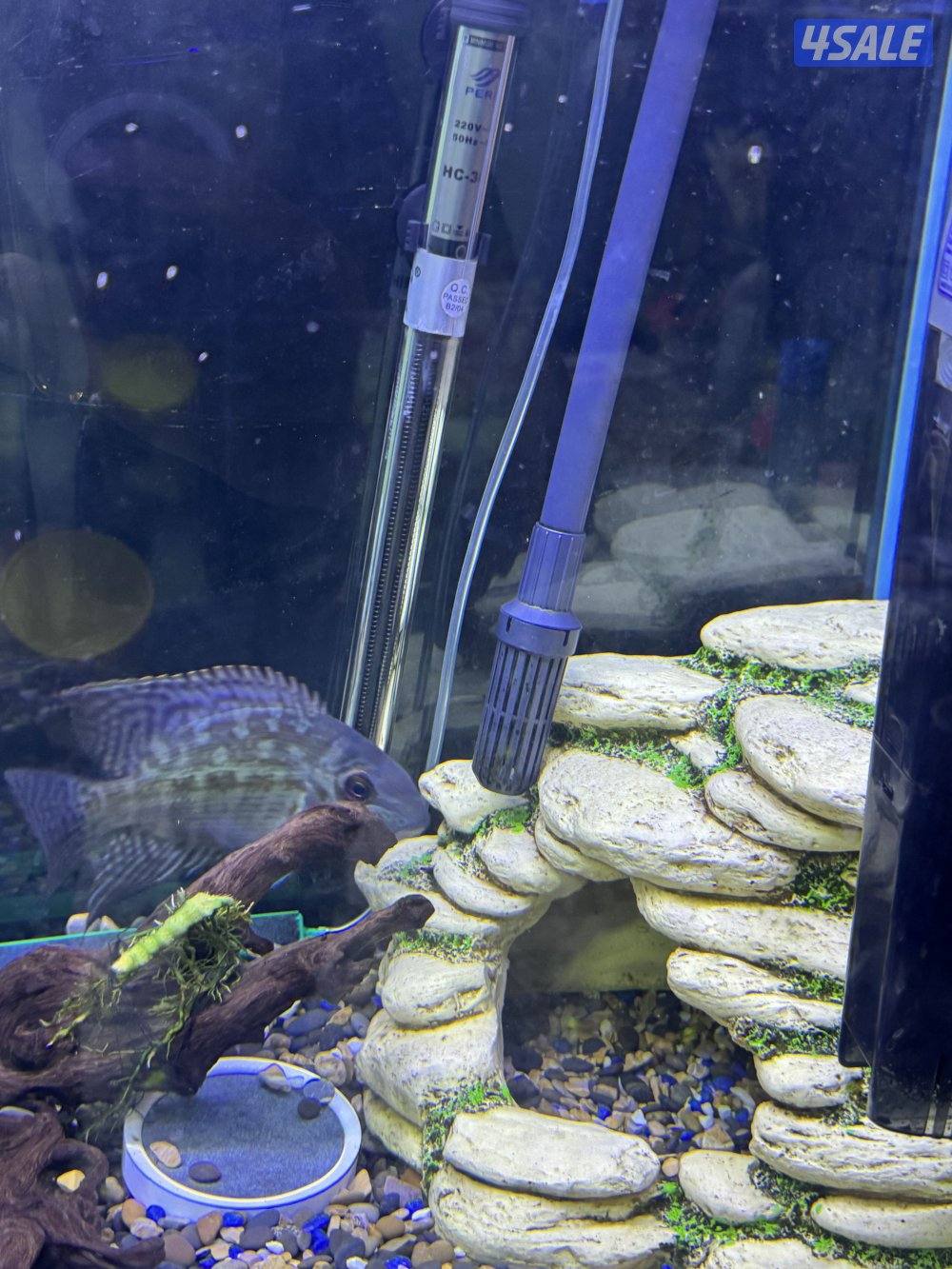 للبيع سمك مع الحوض او بدون الحوض مع ثلاث فلاتر وكامل اغراضه واتساب6