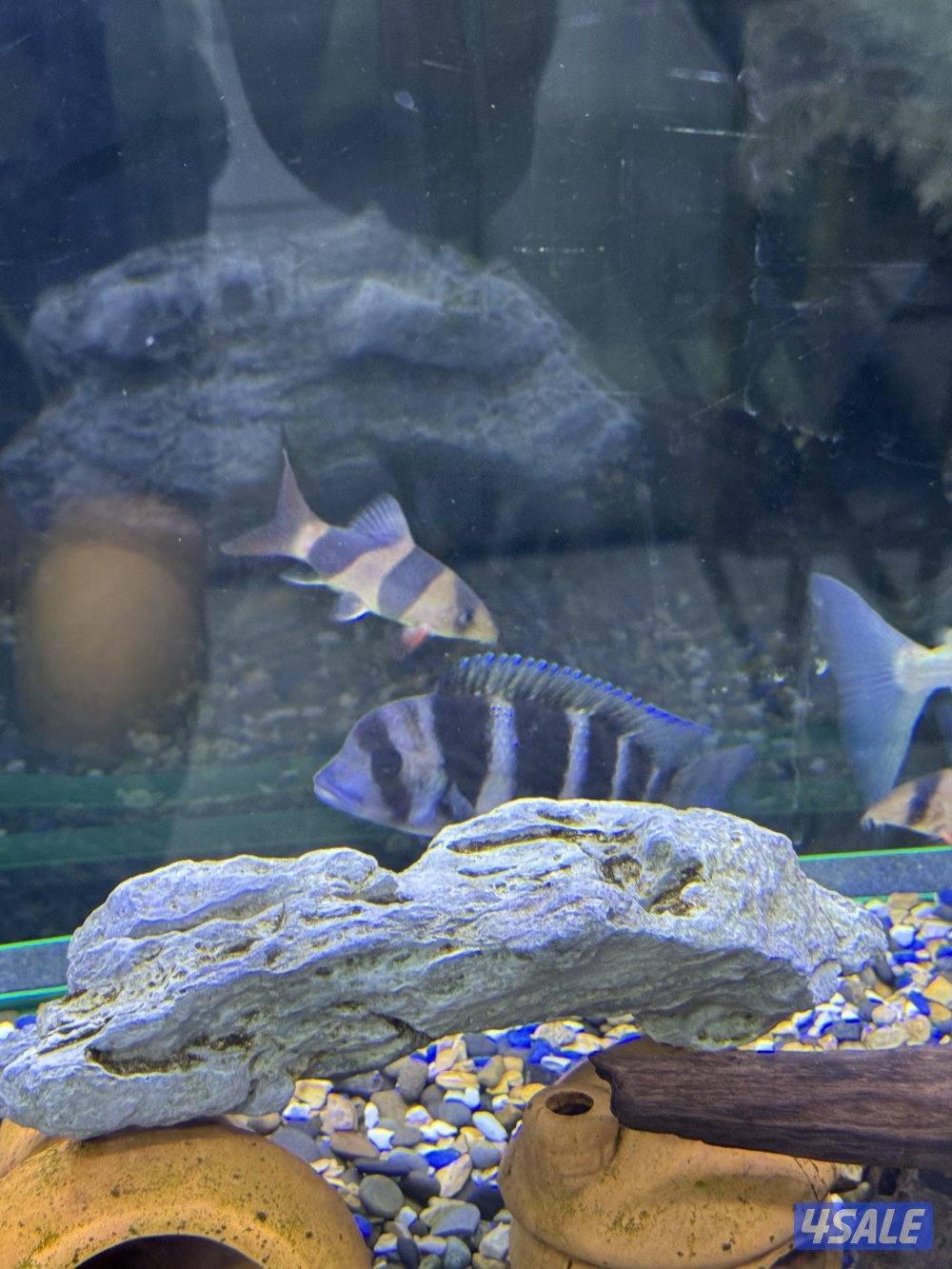 للبيع سمك مع الحوض او بدون الحوض مع ثلاث فلاتر وكامل اغراضه واتساب8