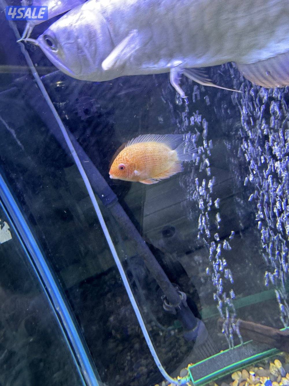 للبيع سمك مع الحوض او بدون الحوض مع ثلاث فلاتر وكامل اغراضه واتساب9