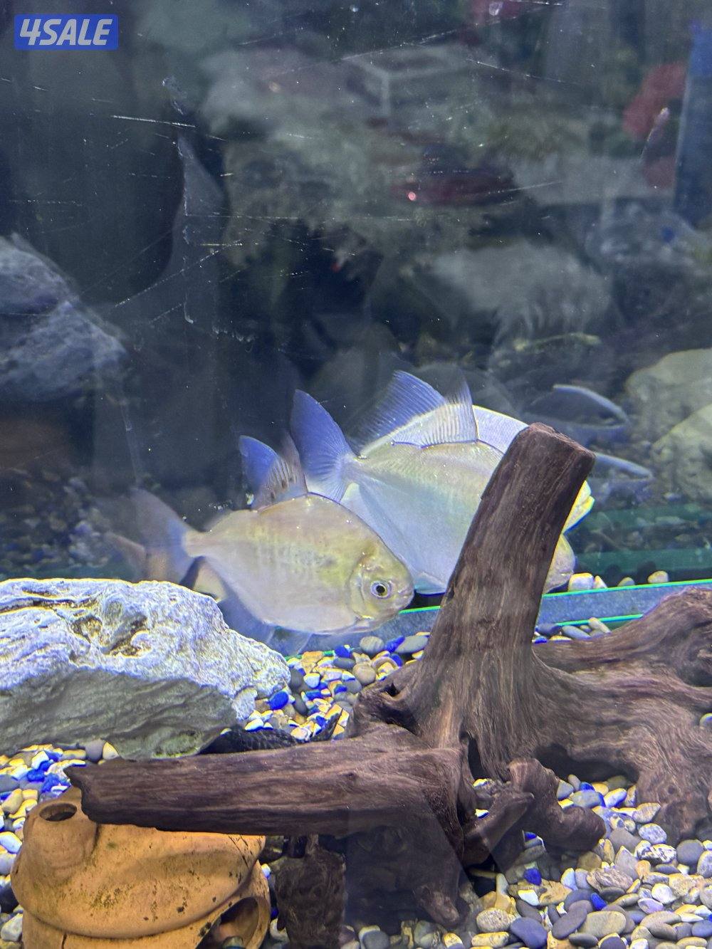 للبيع سمك مع الحوض او بدون الحوض مع ثلاث فلاتر وكامل اغراضه واتساب10