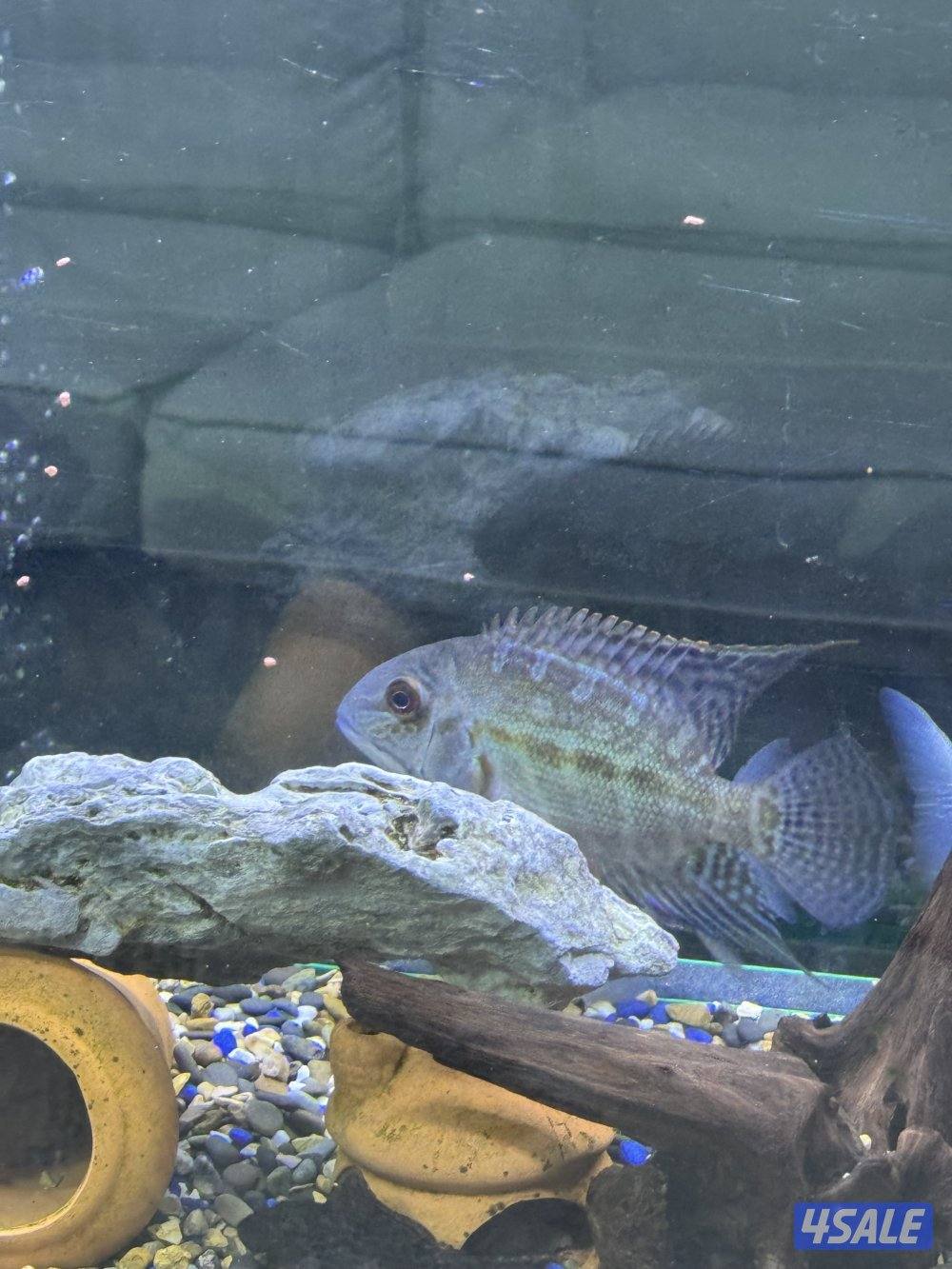 للبيع سمك مع الحوض او بدون الحوض مع ثلاث فلاتر وكامل اغراضه واتساب11