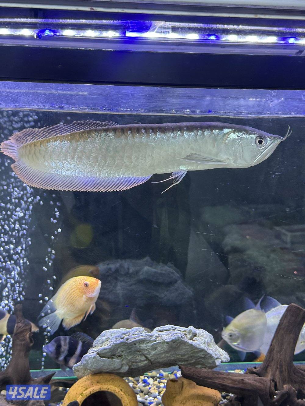 للبيع سمك مع الحوض او بدون الحوض مع ثلاث فلاتر وكامل اغراضه واتساب12