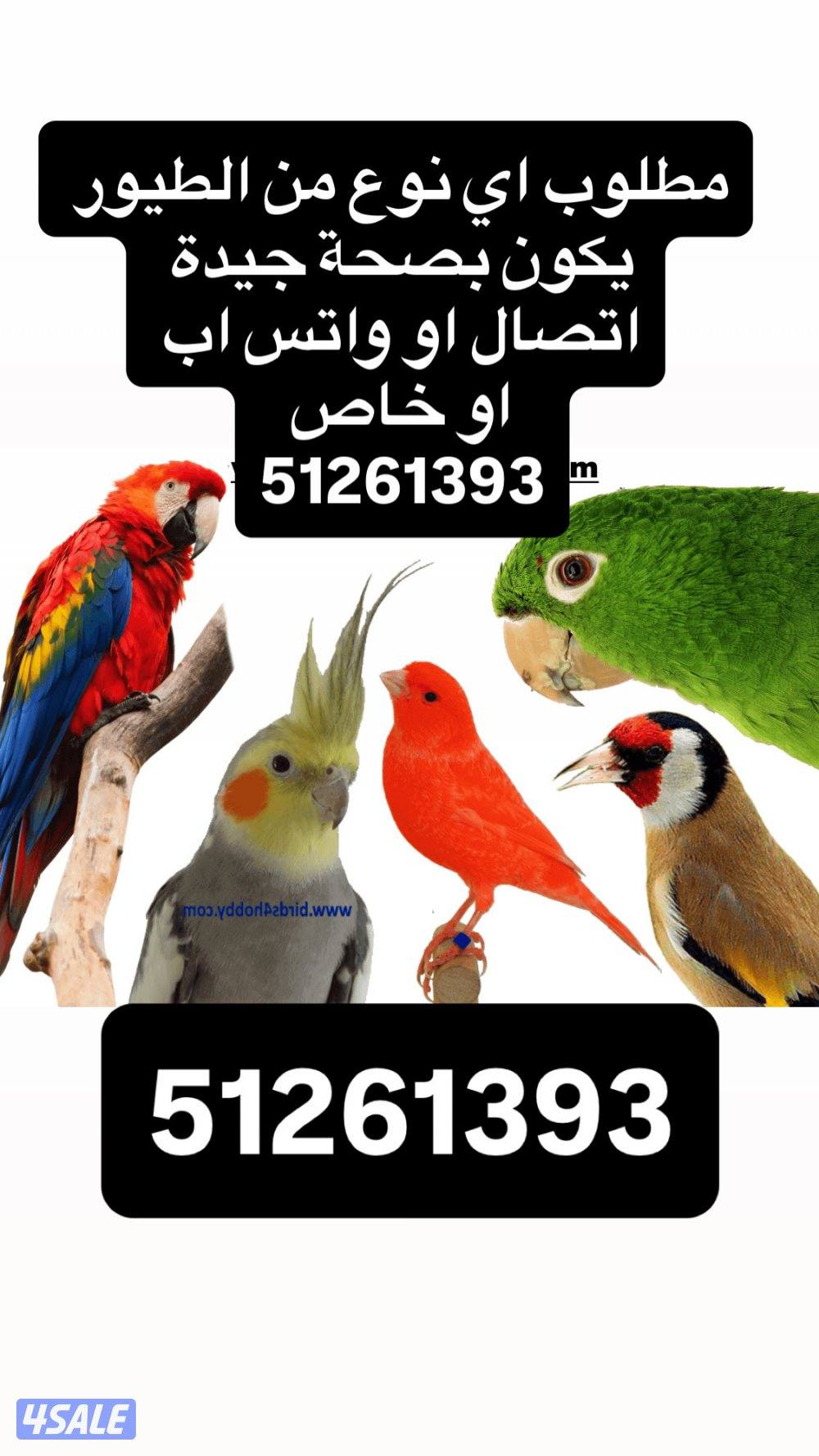 نشتري جميع انواع الطيور الاليفه بافضل الاسعار0