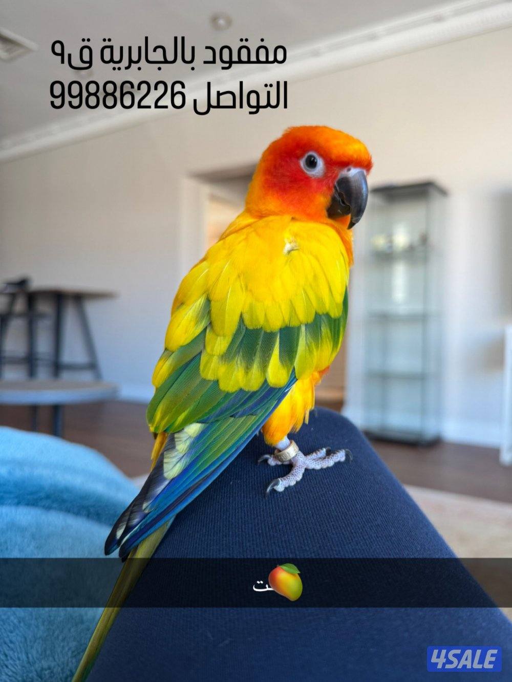 مطلوب .. طير كونيور مفقود في منطقة الجابرية .. يرجى الاتصال0