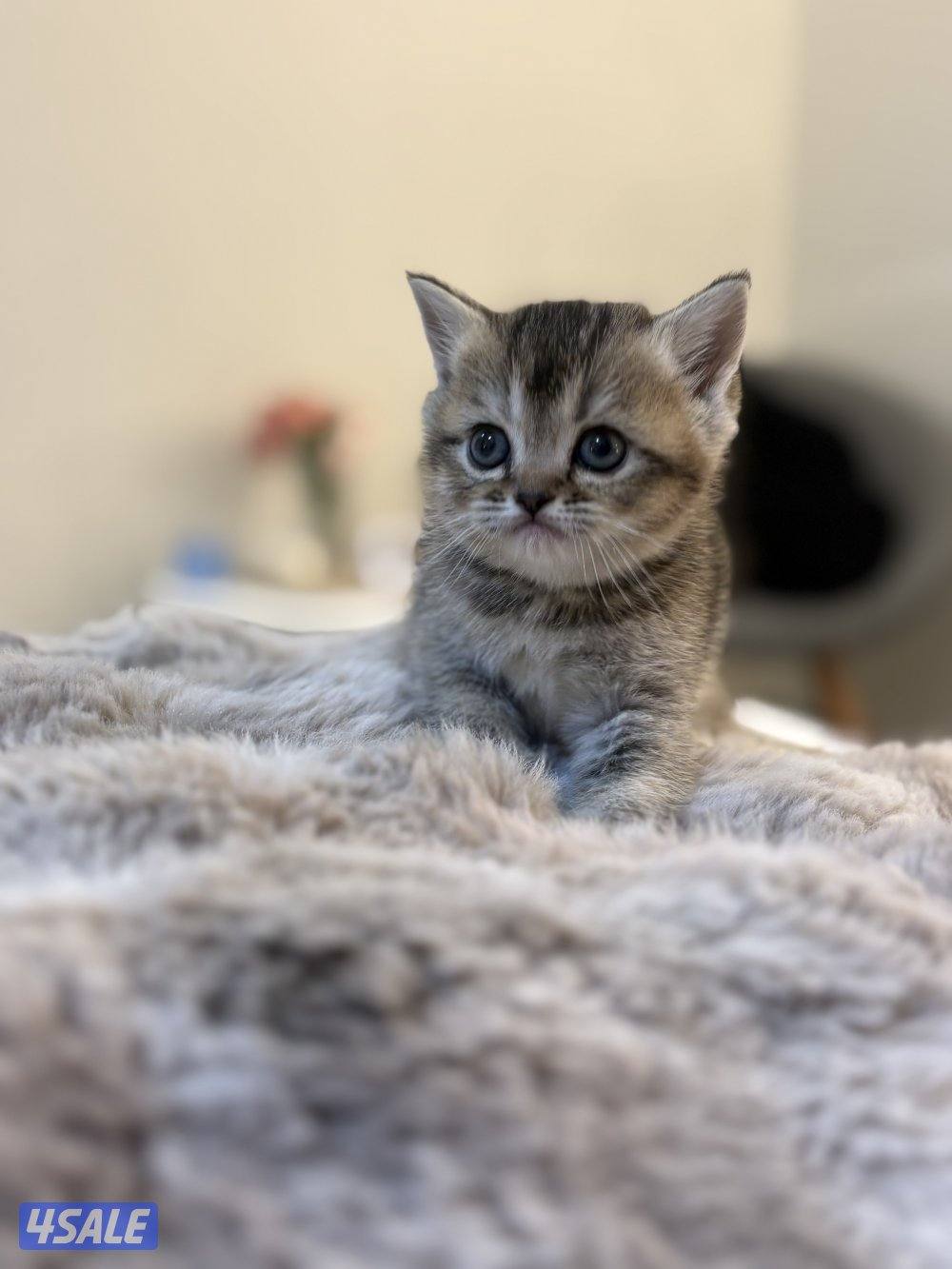 كتن بريتش🐾0