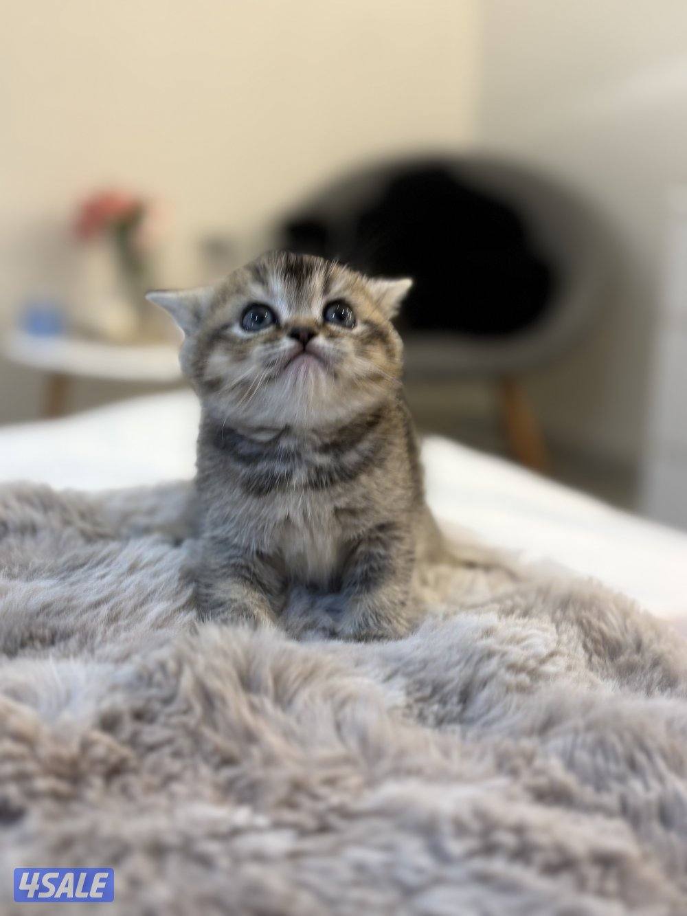 كتن بريتش🐾1