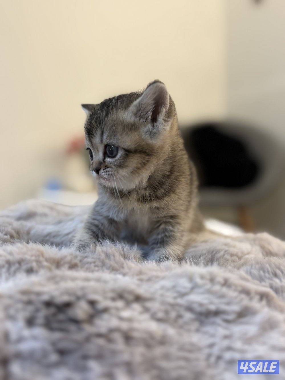 كتن بريتش🐾2