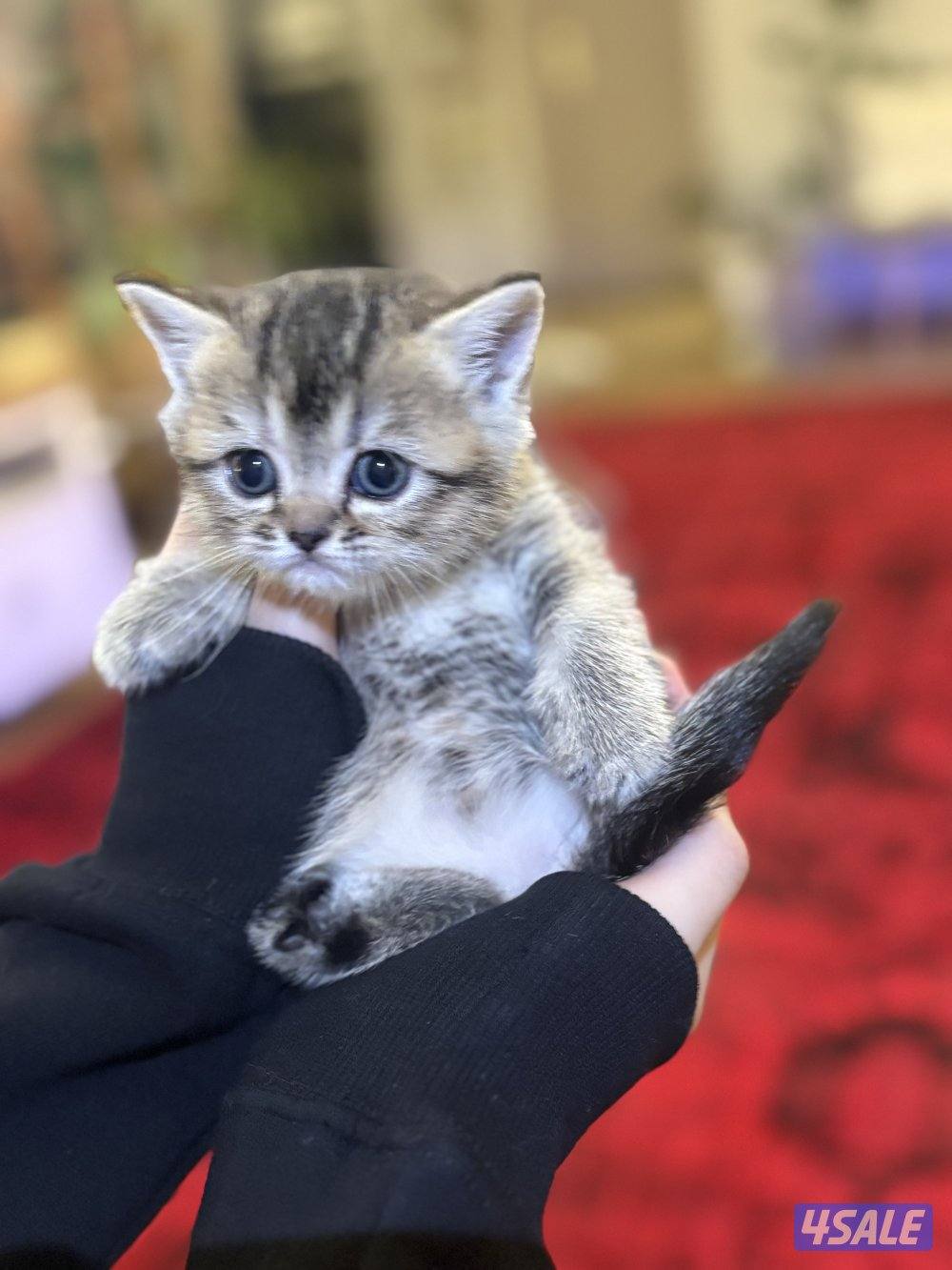 كتن بريتش🐾3