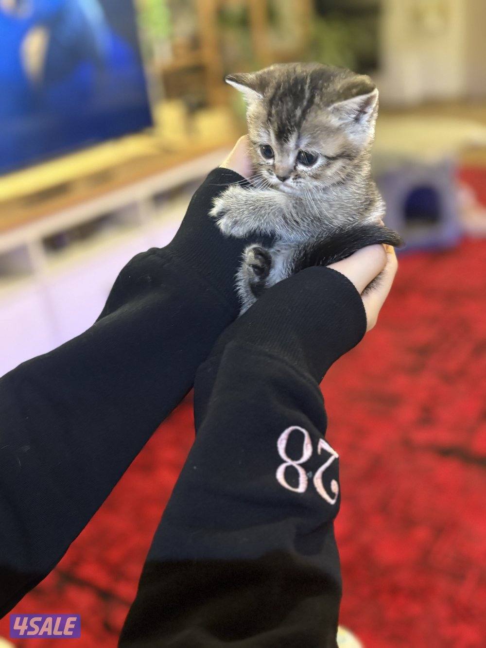 كتن بريتش🐾4