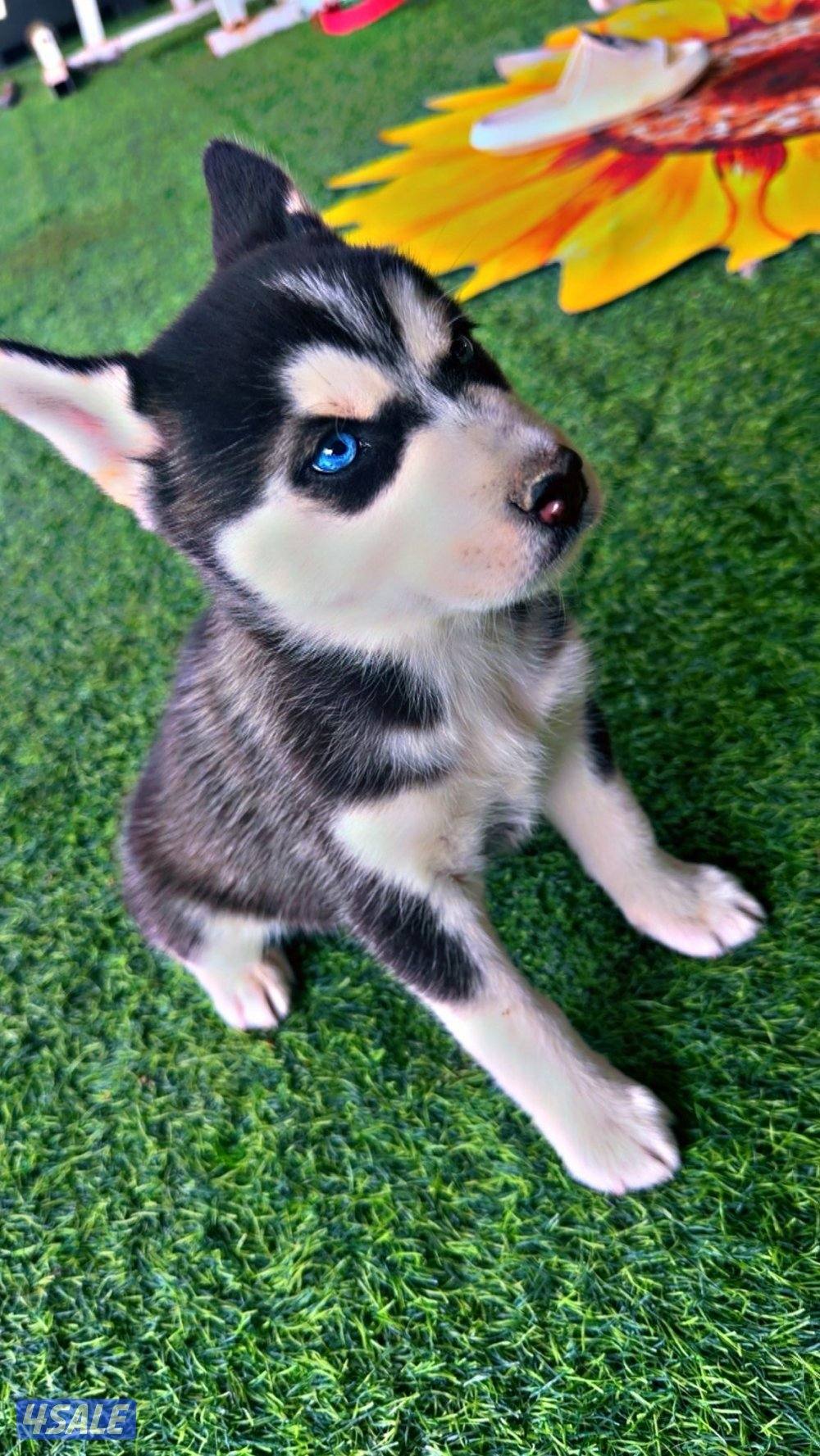 🏆 للبيع جراء هاسكي 🏆1