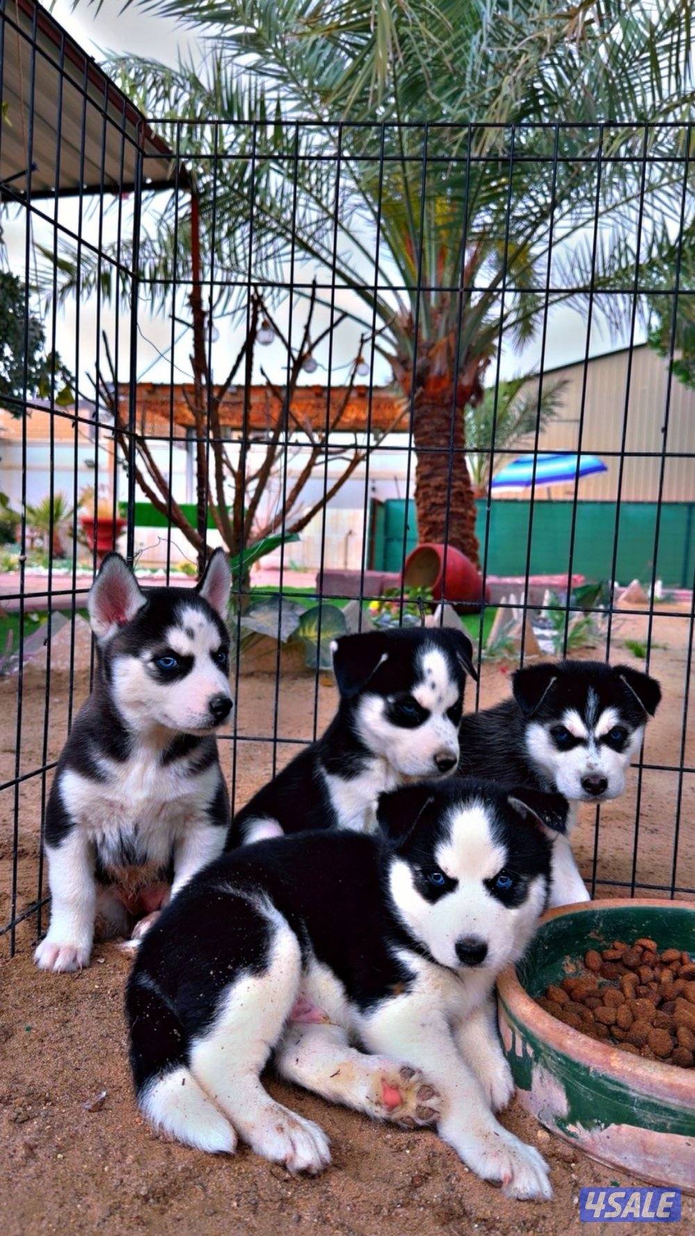 🏆 للبيع جراء هاسكي 🏆2