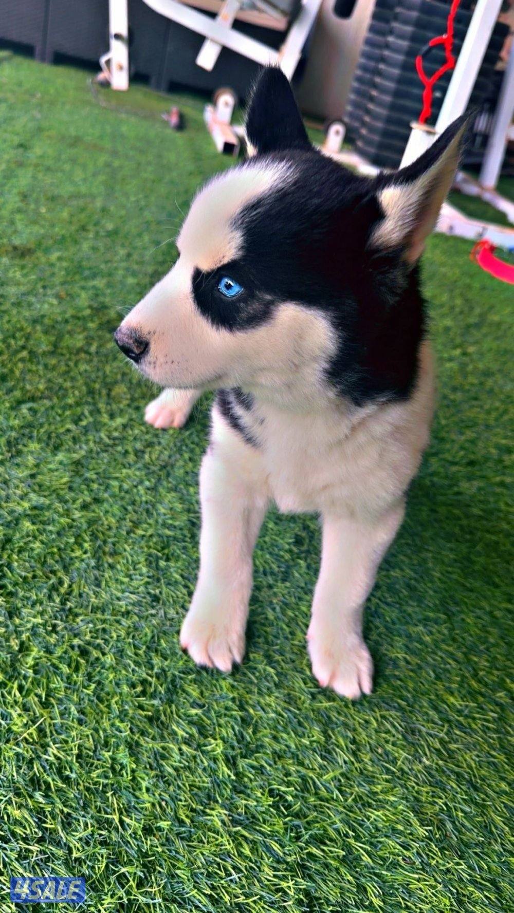 🏆 للبيع جراء هاسكي 🏆3