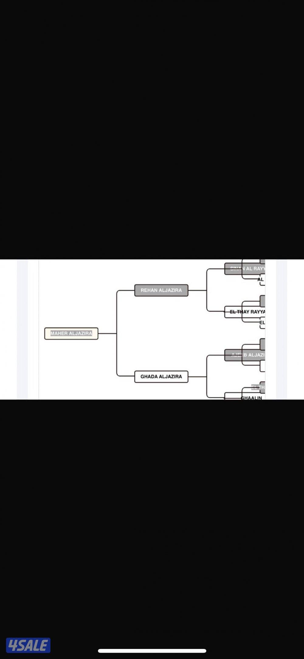 حصان ريس مصري0