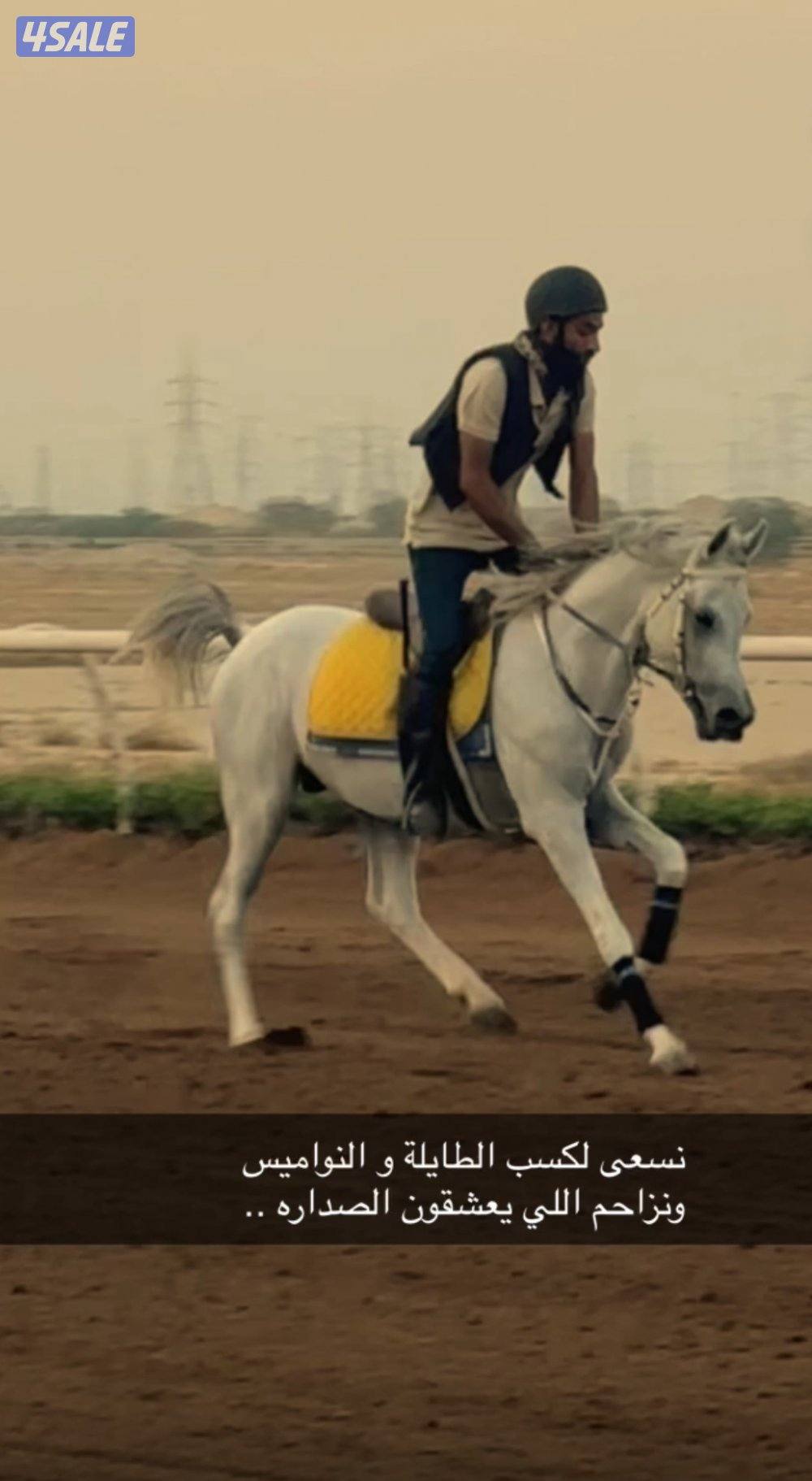 حصان ريس مصري1