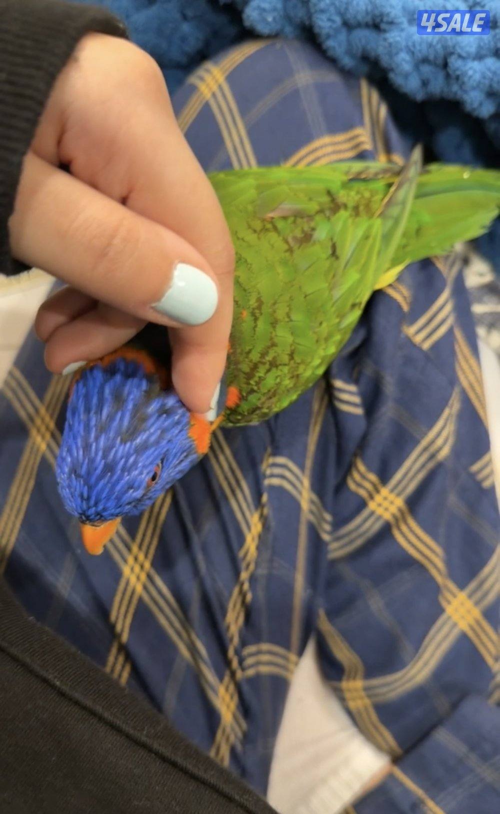 للبيع طير لوري ربوه العمر ٩ شهور ينقز يسولف شوي يرقص والحجم جامبو1