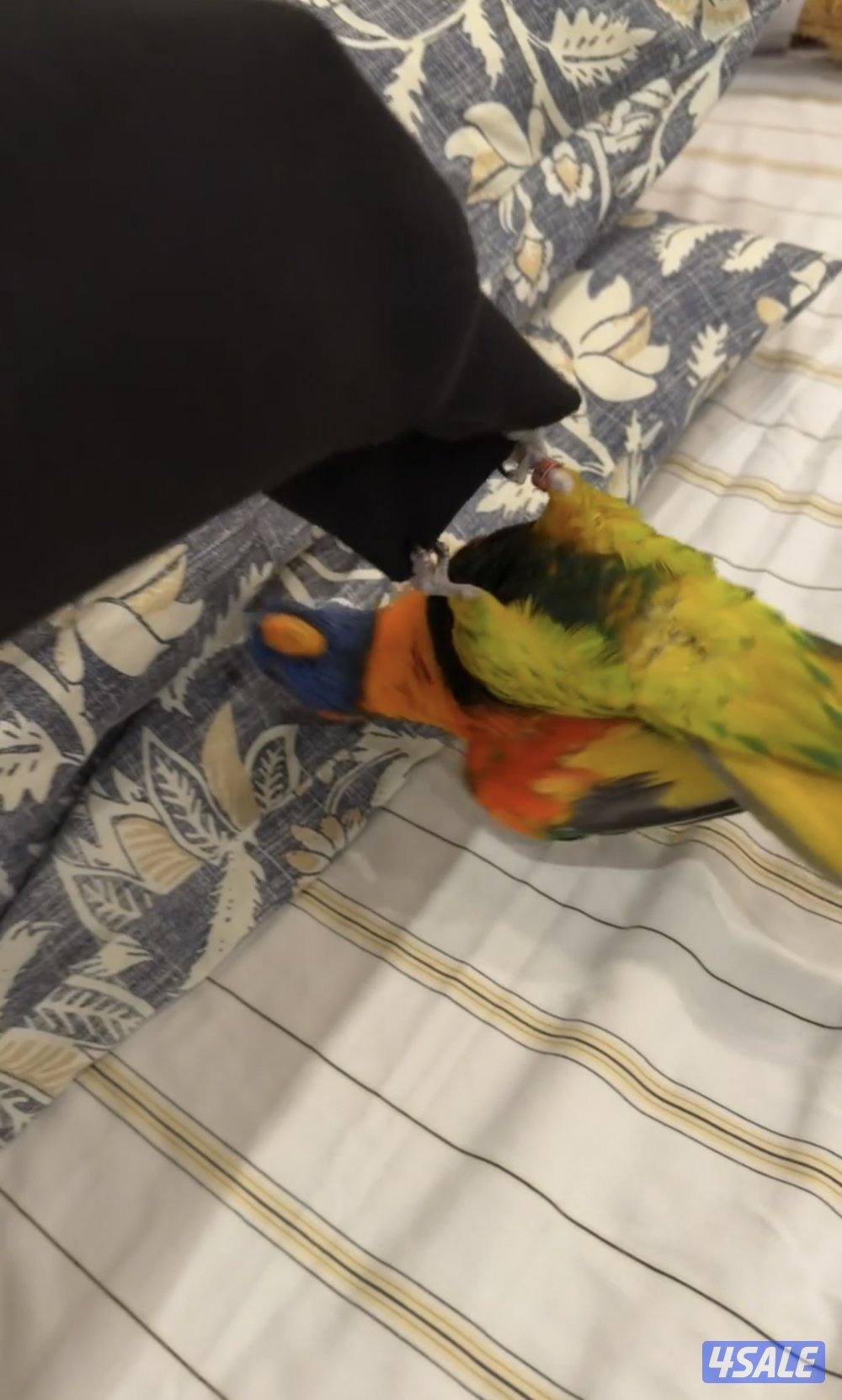 للبيع طير لوري ربوه العمر ٩ شهور ينقز يسولف شوي يرقص والحجم جامبو2