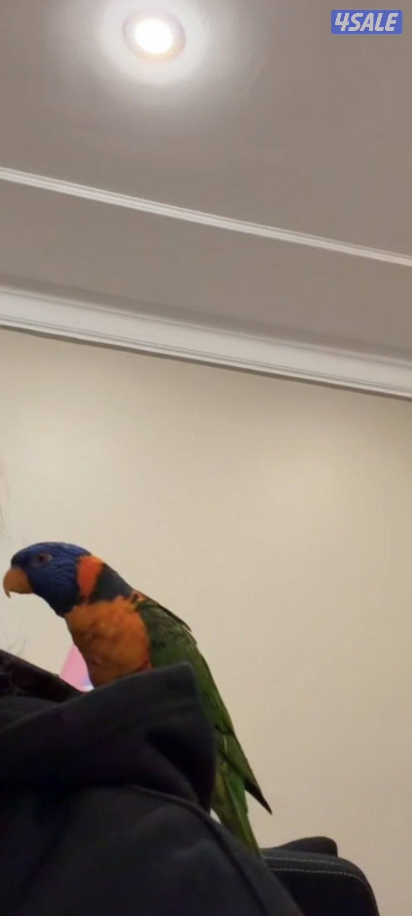 للبيع طير لوري ربوه العمر ٩ شهور ينقز يسولف شوي يرقص والحجم جامبو0