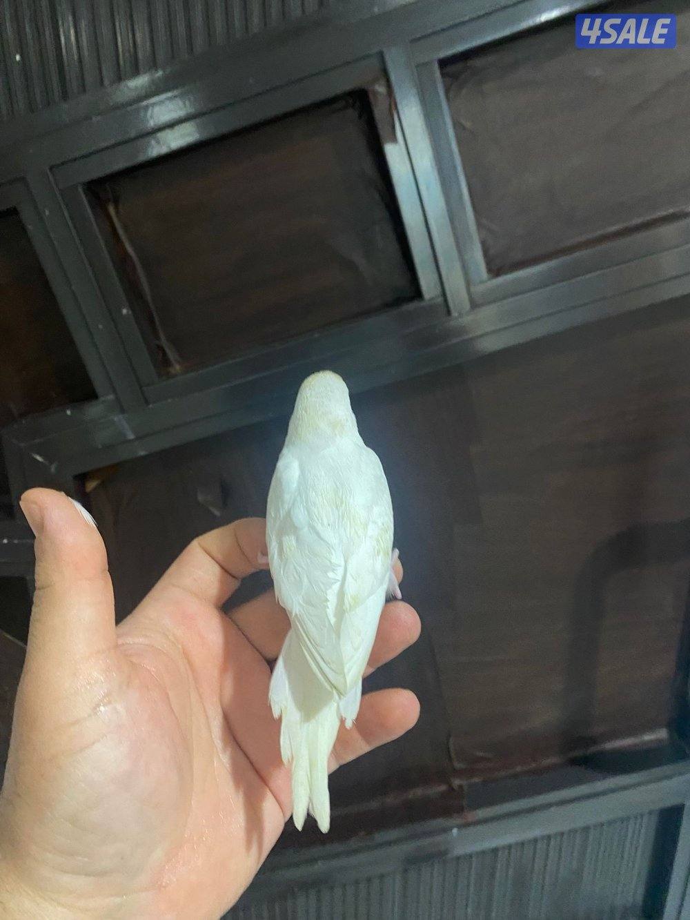 للبيع طير حب هولندي ابيض قطع عس ياكل و مرات ينعس جماح كامل ما في عض0