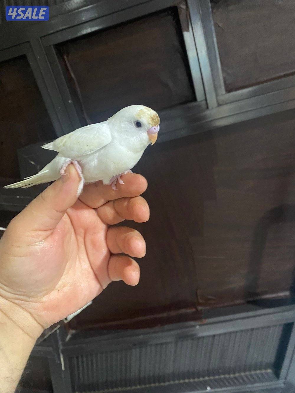 للبيع طير حب هولندي ابيض قطع عس ياكل و مرات ينعس جماح كامل ما في عض1