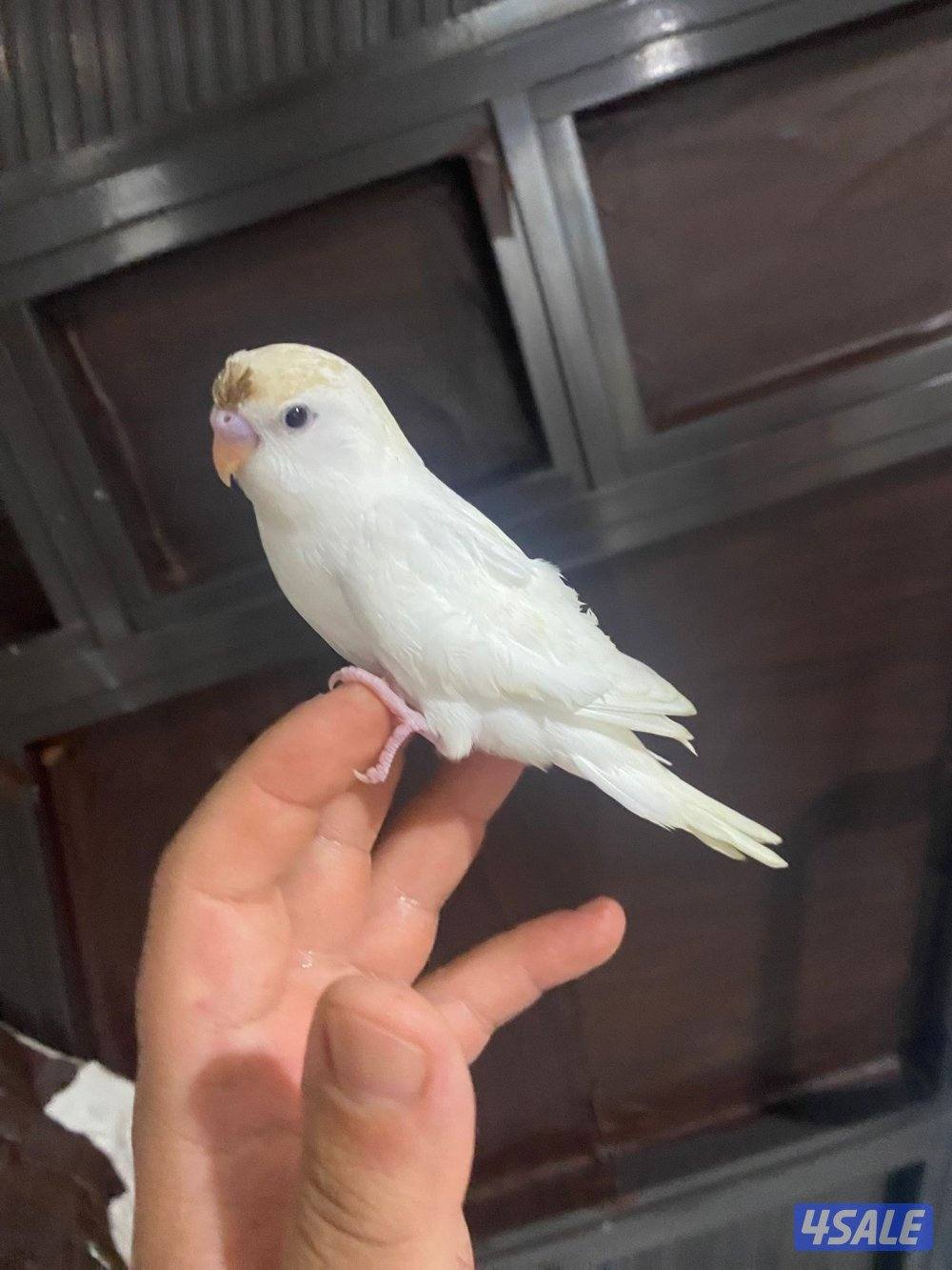 للبيع طير حب هولندي ابيض قطع عس ياكل و مرات ينعس جماح كامل ما في عض2